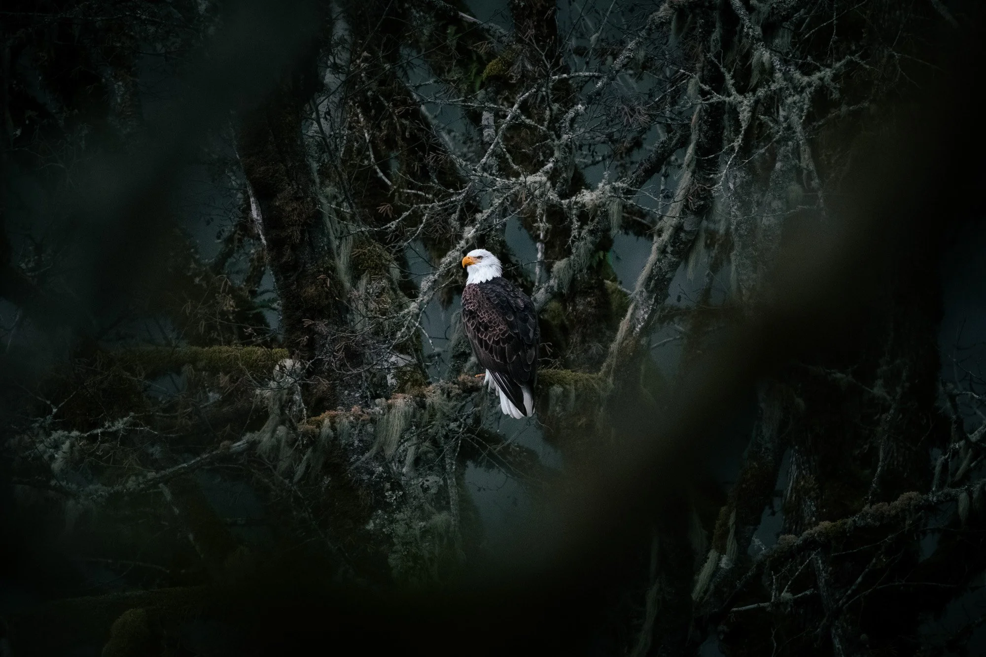 winter-bald-eagles-washington (2 of 13).jpg