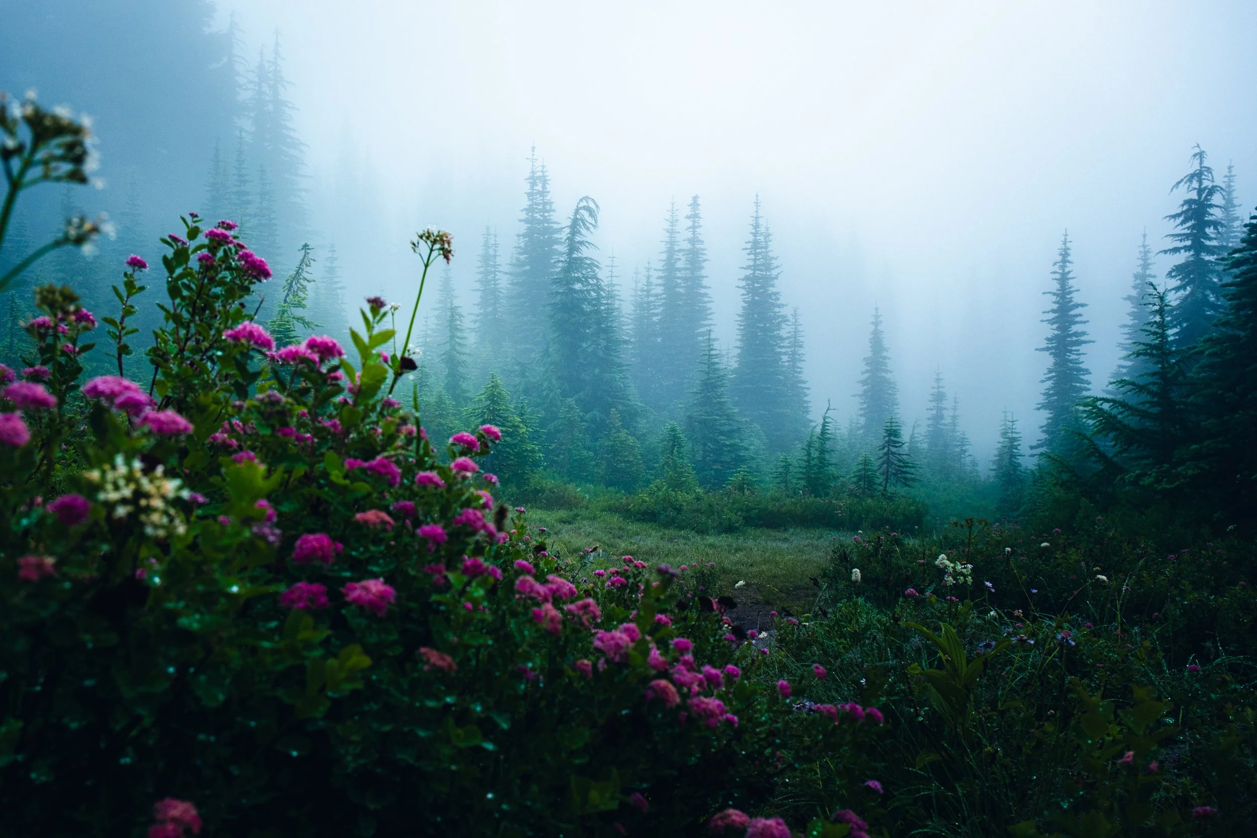 Mt Rainier  (4 of 46).jpg