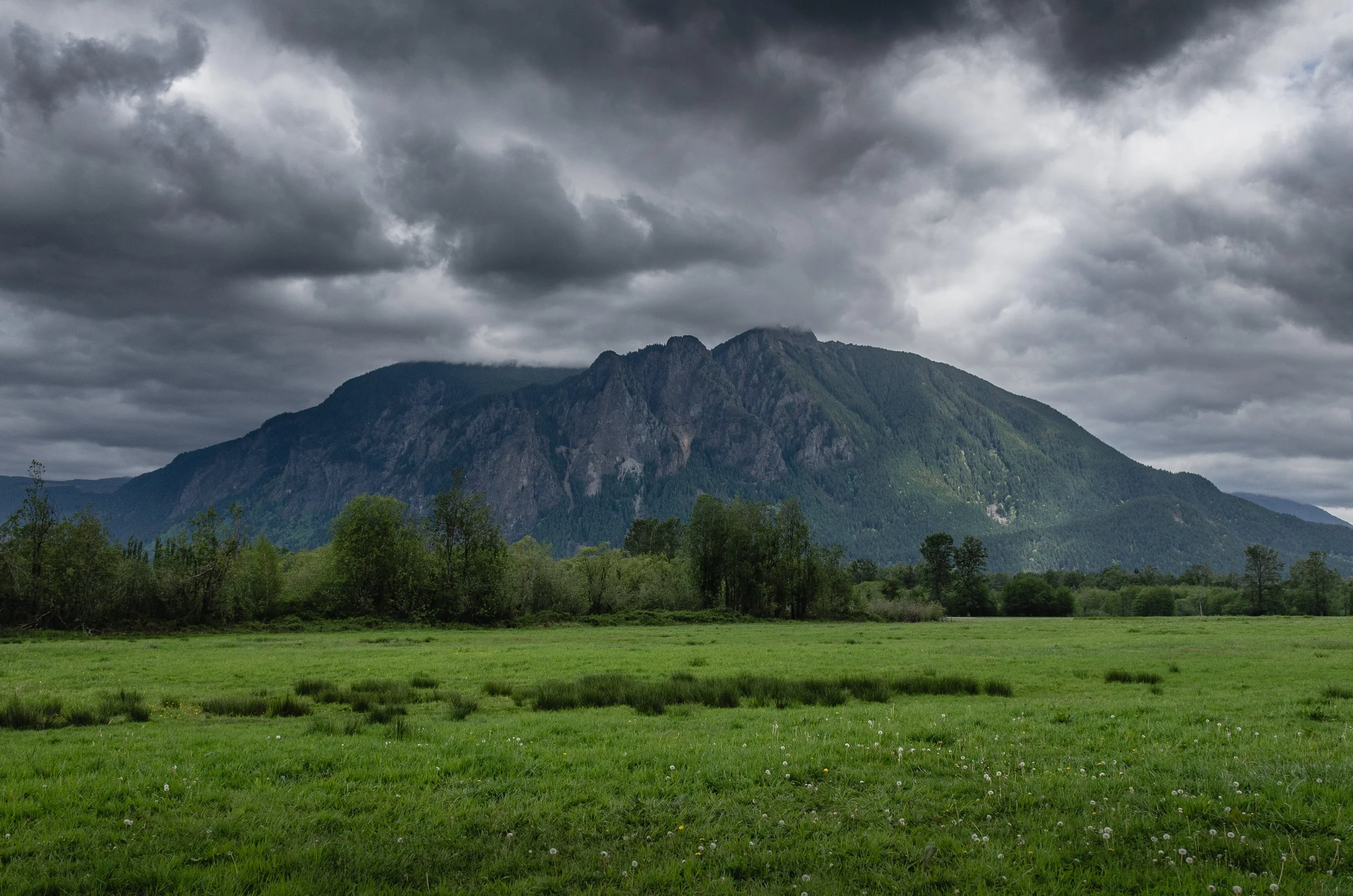 forest green-24.jpg