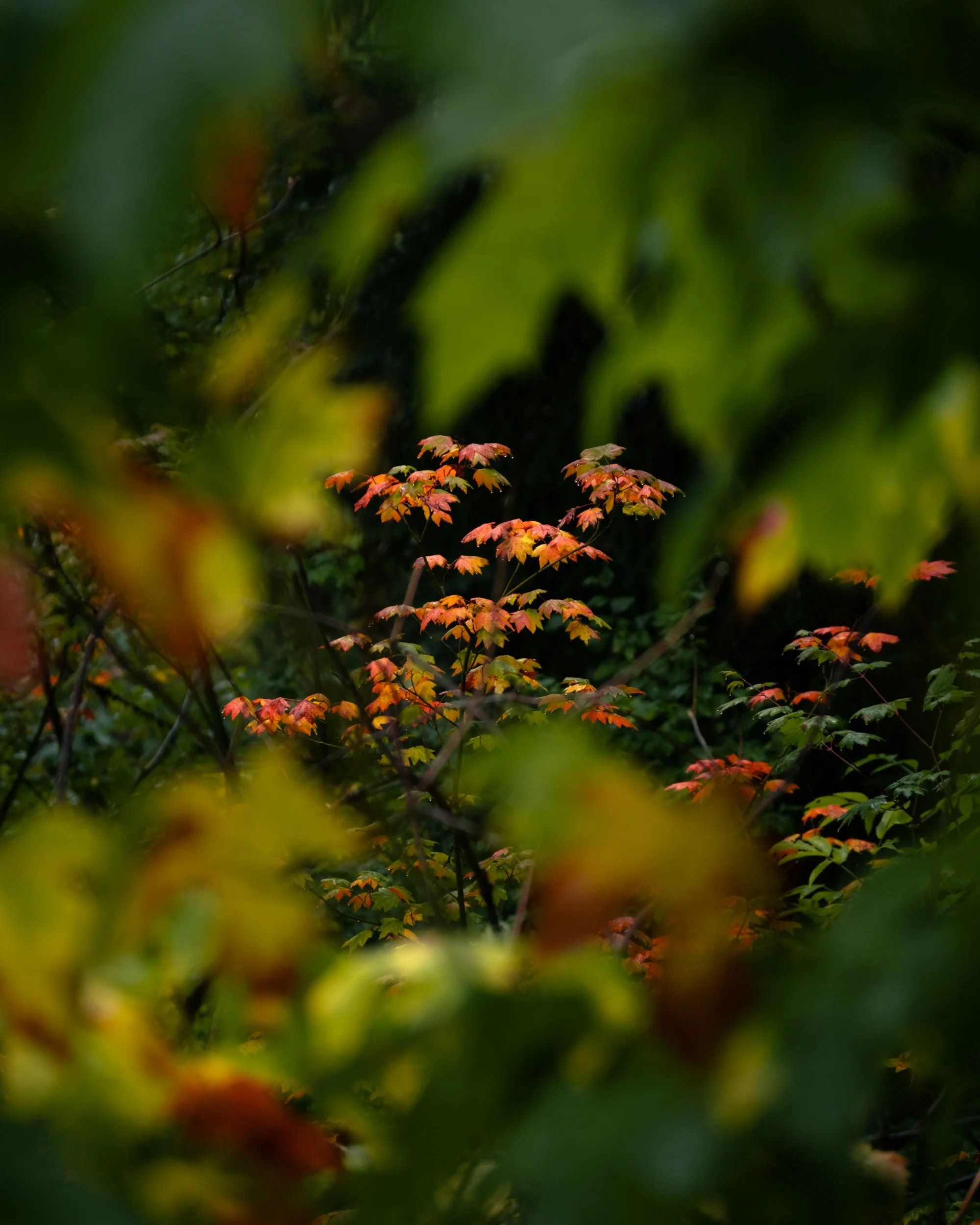 fall edits middlefork 2023 2-4.jpg (Copy)