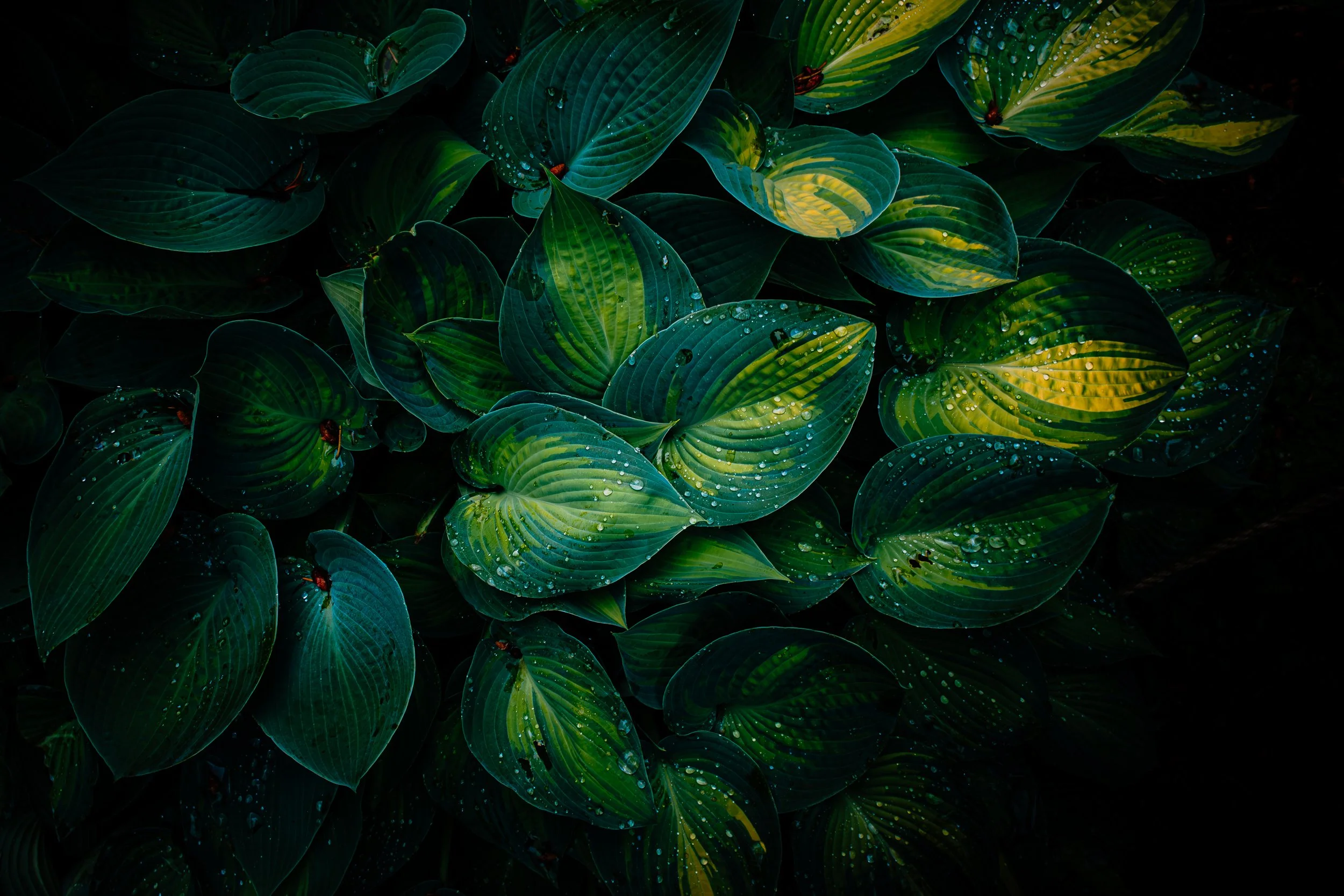 WA Landscape Exports New (3 of 8).jpg