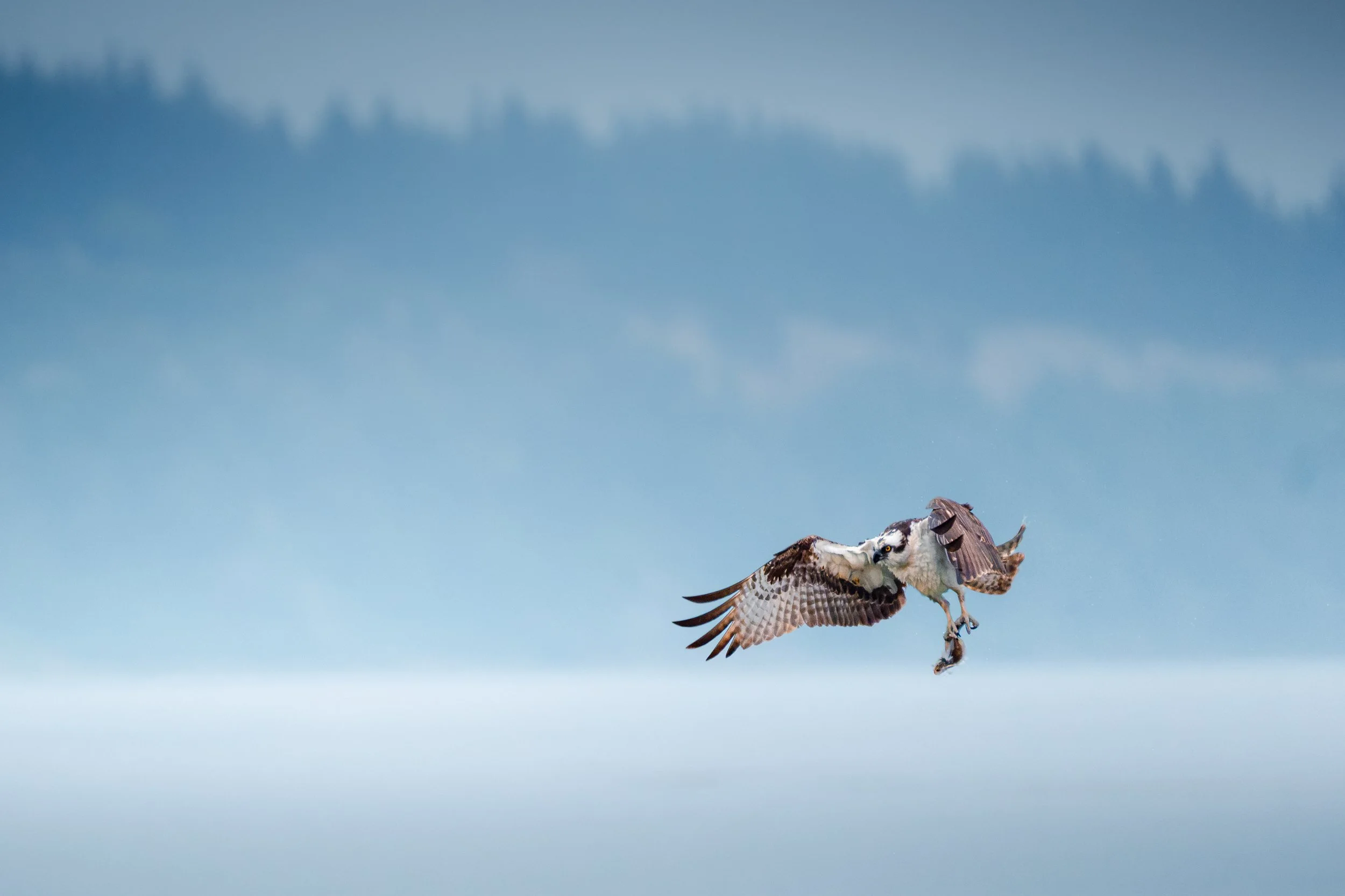 osprey-photo (1 of 1).jpg