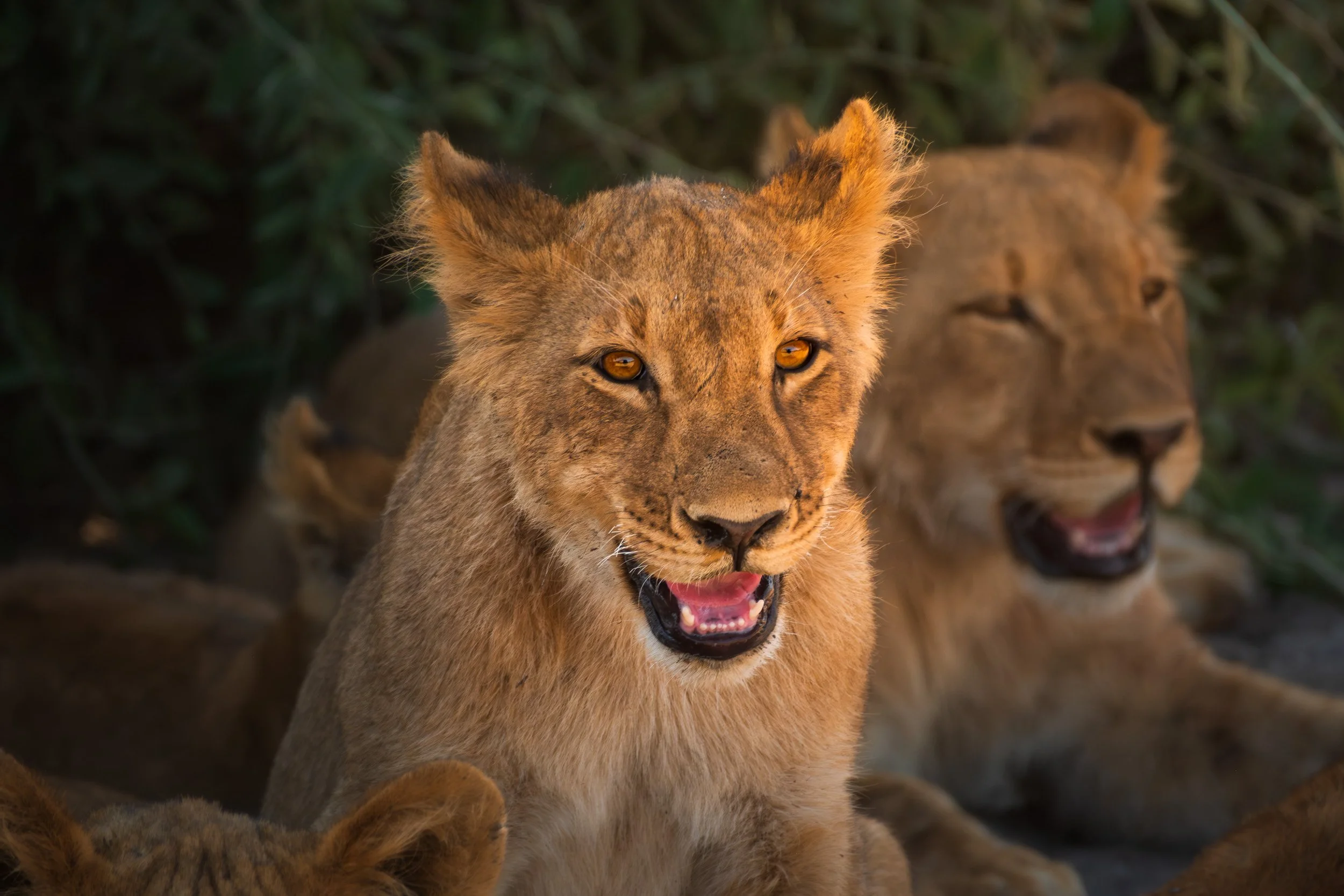 Mana_Pools_PHOTO_WORKSHOP (9 of 18).jpg