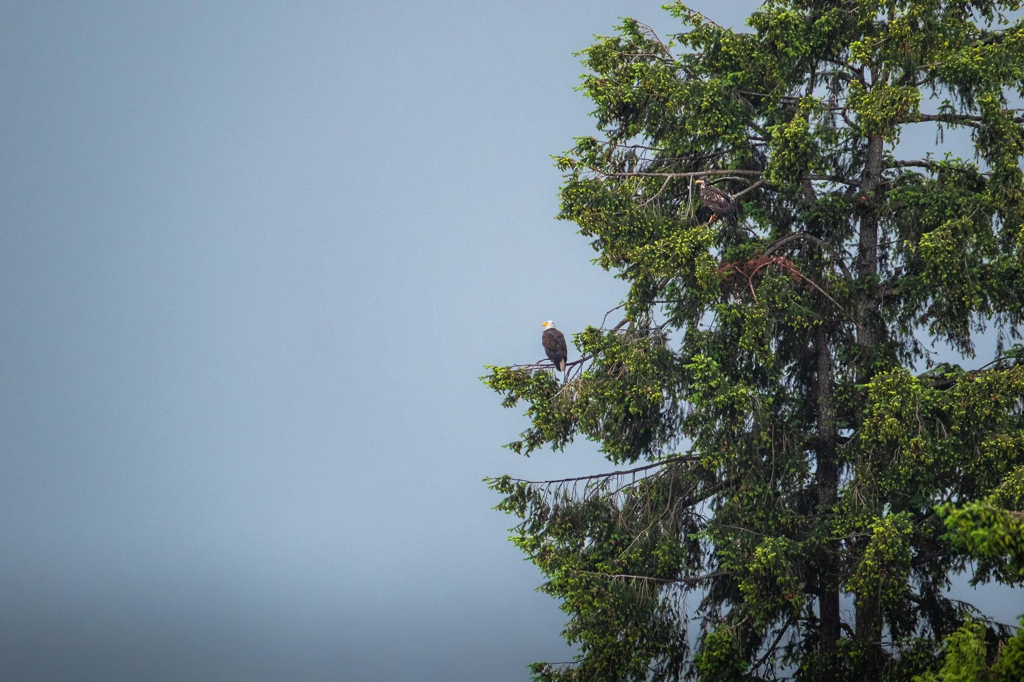 winter-bald-eagles-washington (8 of 44).jpg