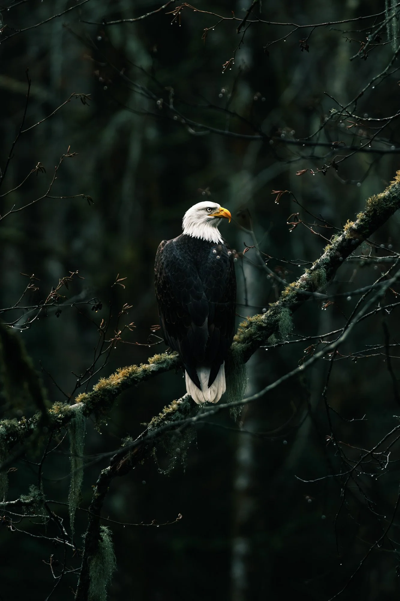 winter-bald-eagles-washington (10 of 13).jpg