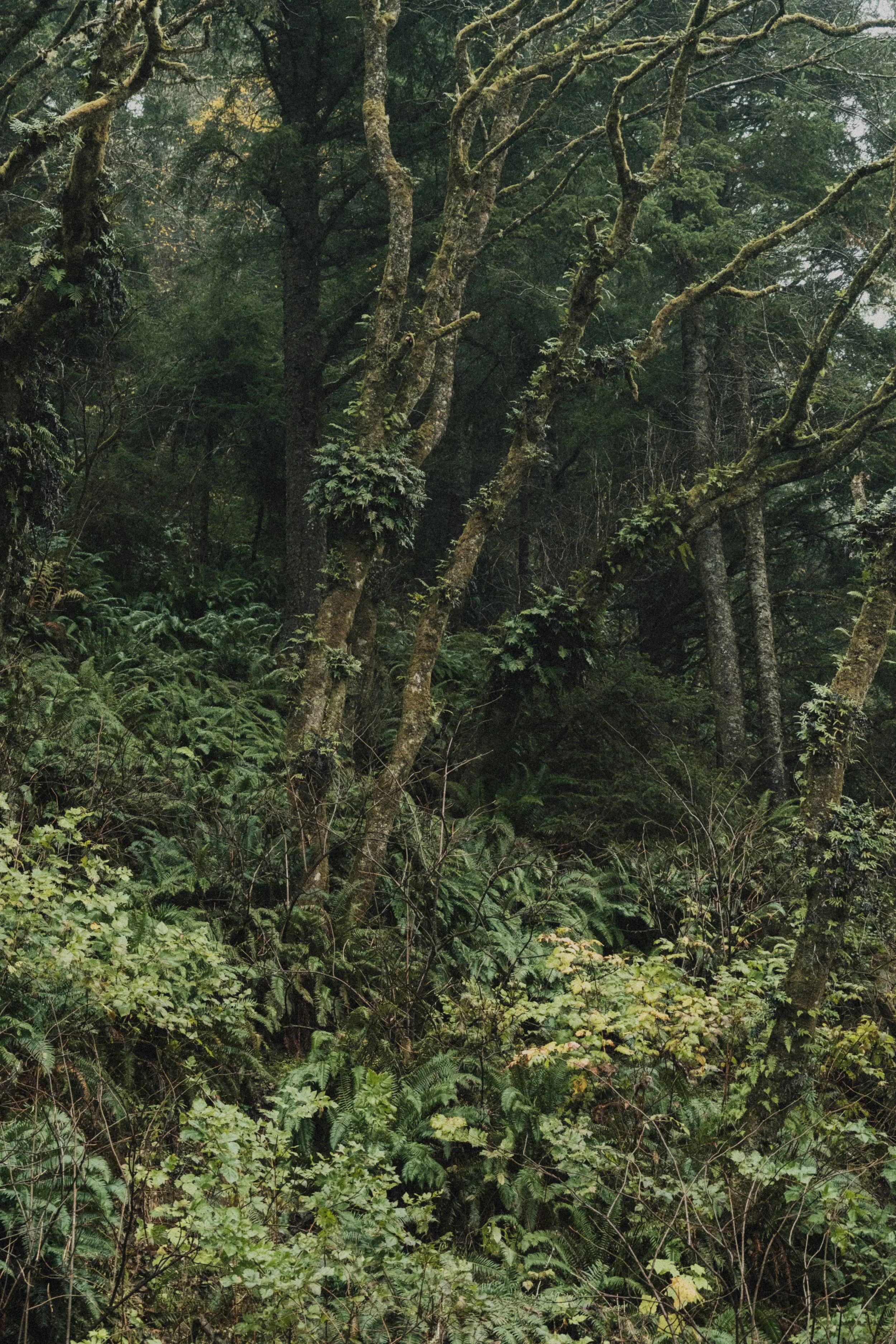 ASTORIA FORESTS TRAVEL (14 of 38).jpg