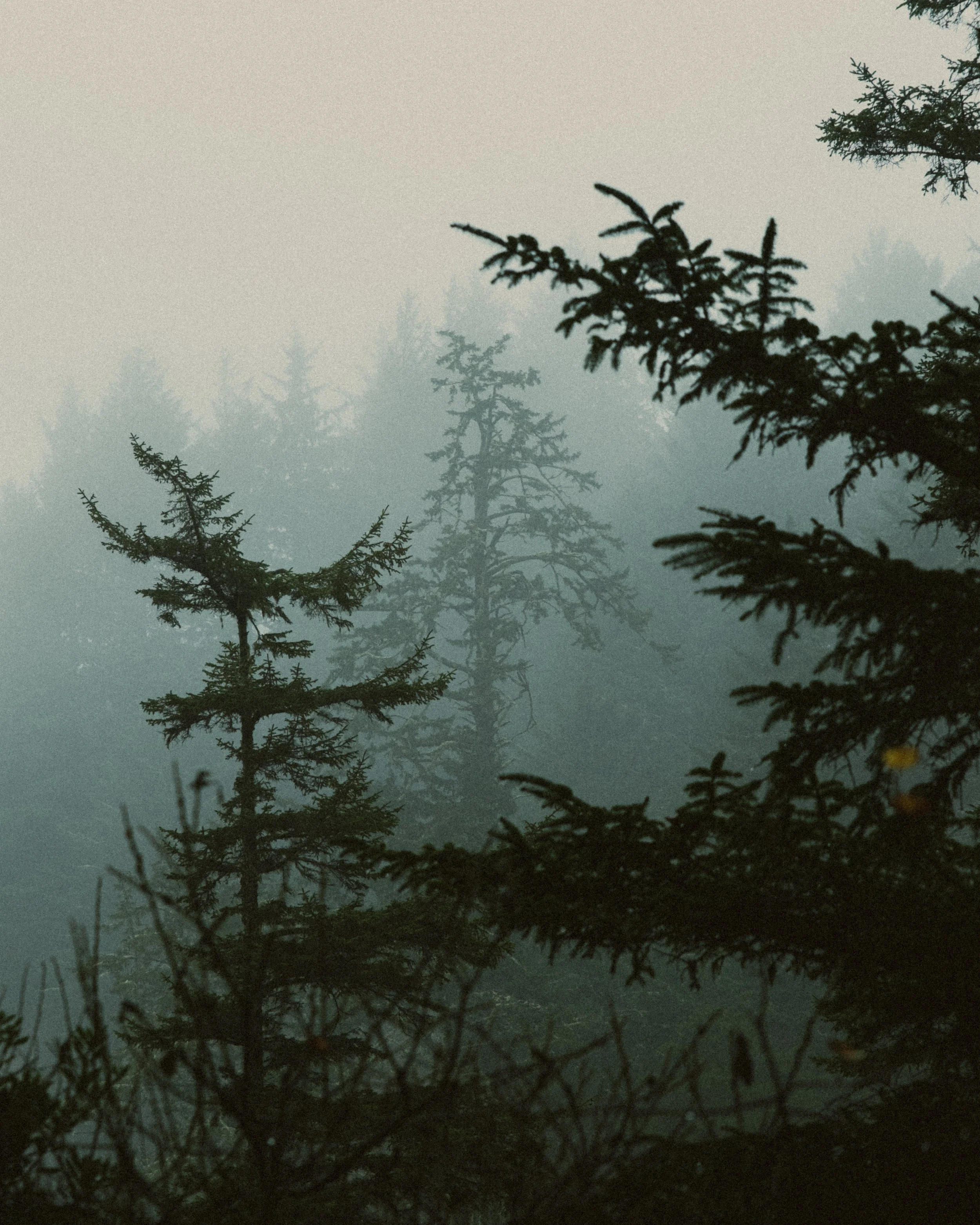 ASTORIA FORESTS TRAVEL (10 of 38).jpg