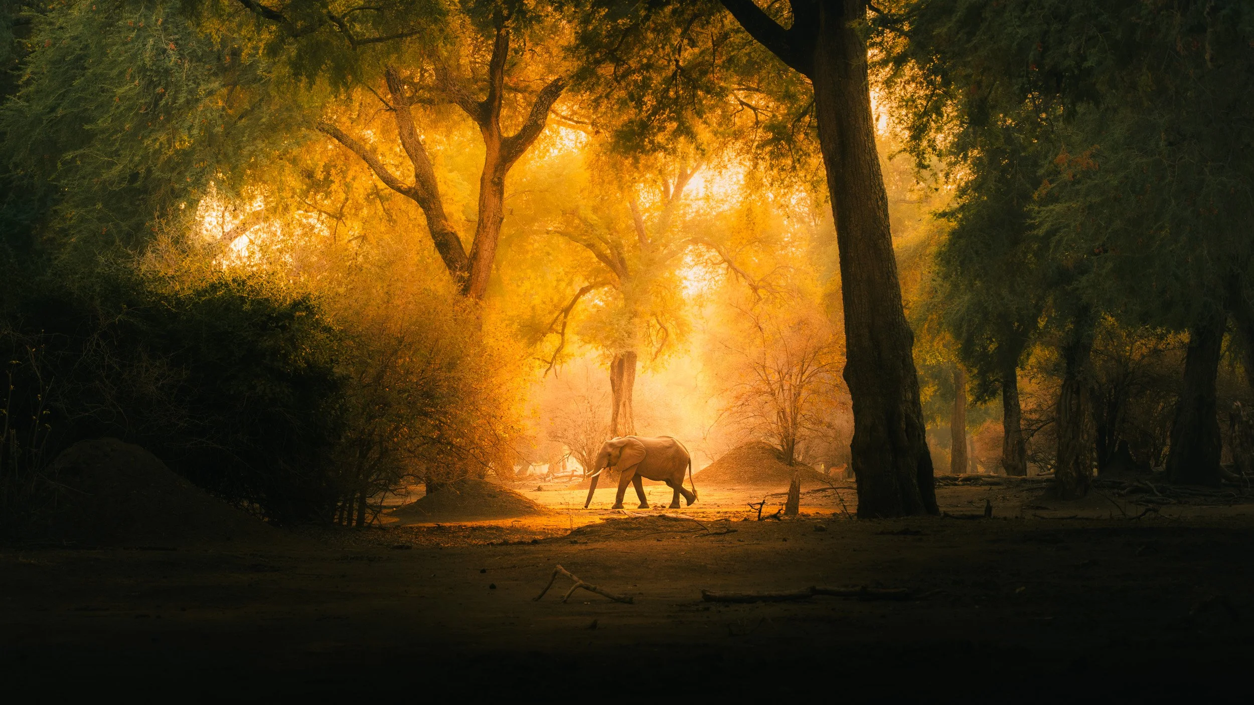 Mana_Pools_PHOTO_WORKSHOP_NEW (2 of 8).jpg