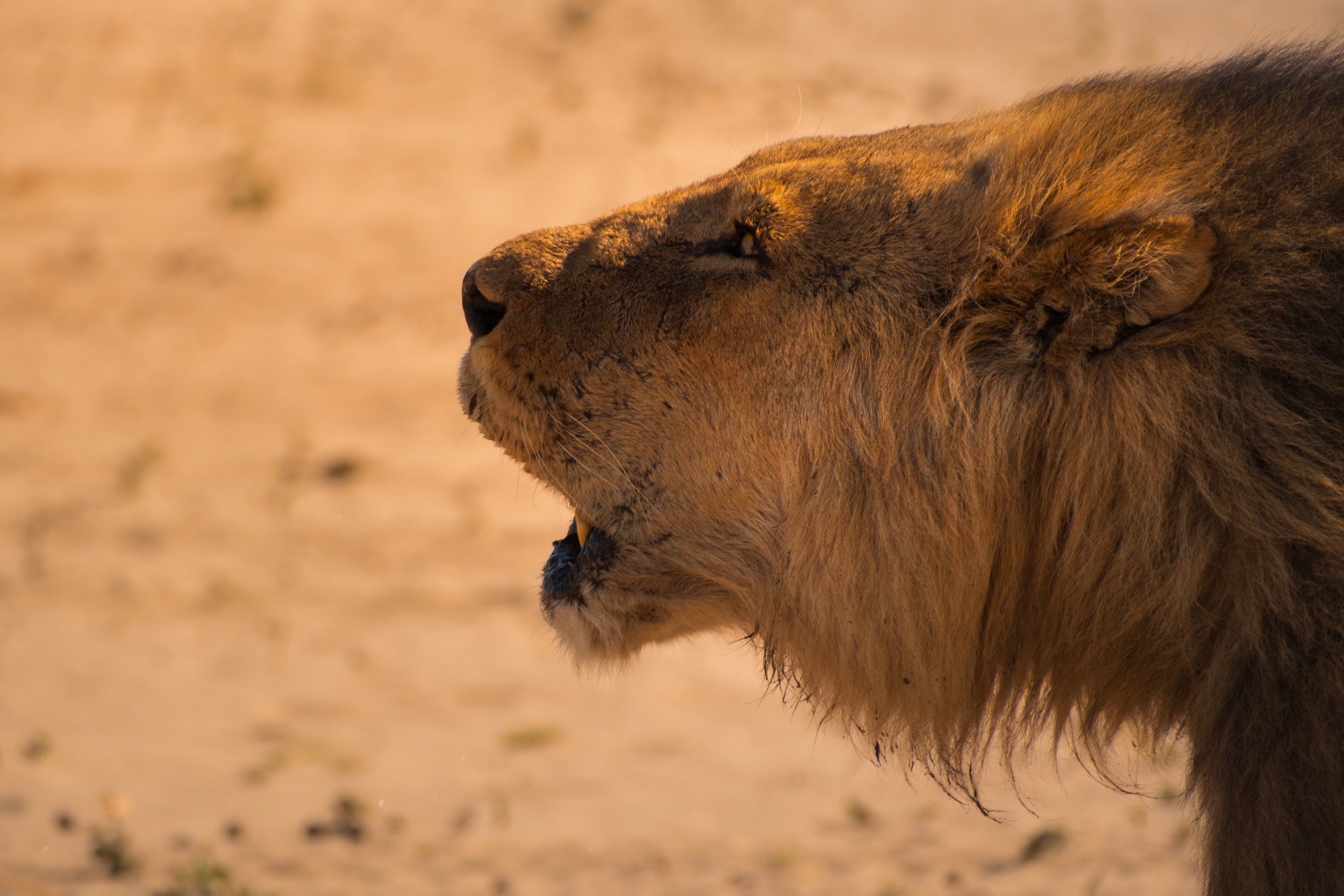 Mana_Pools_PHOTO_WORKSHOP (8 of 18).jpg