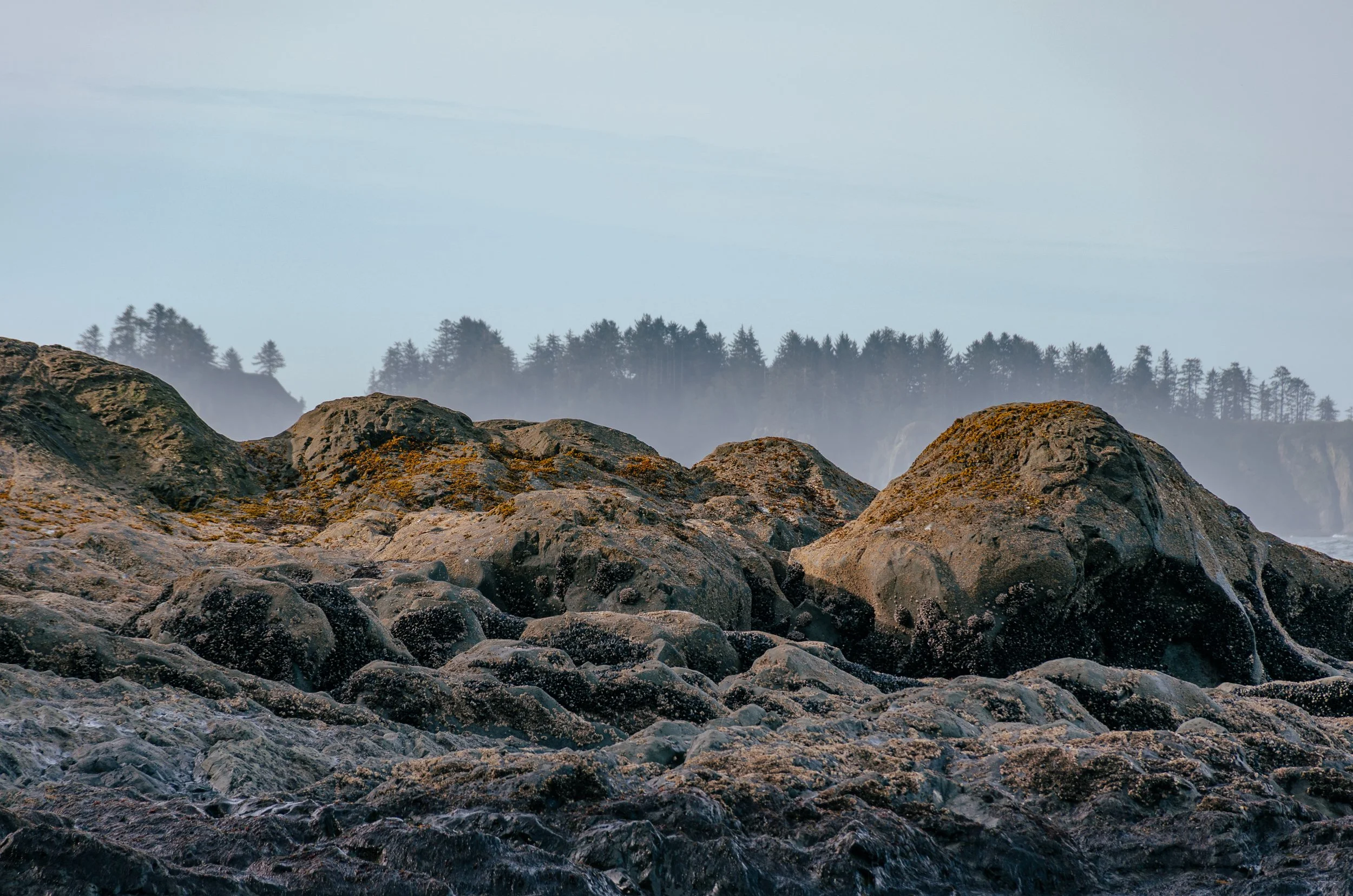 olympic peninsula washington coast-14.jpg
