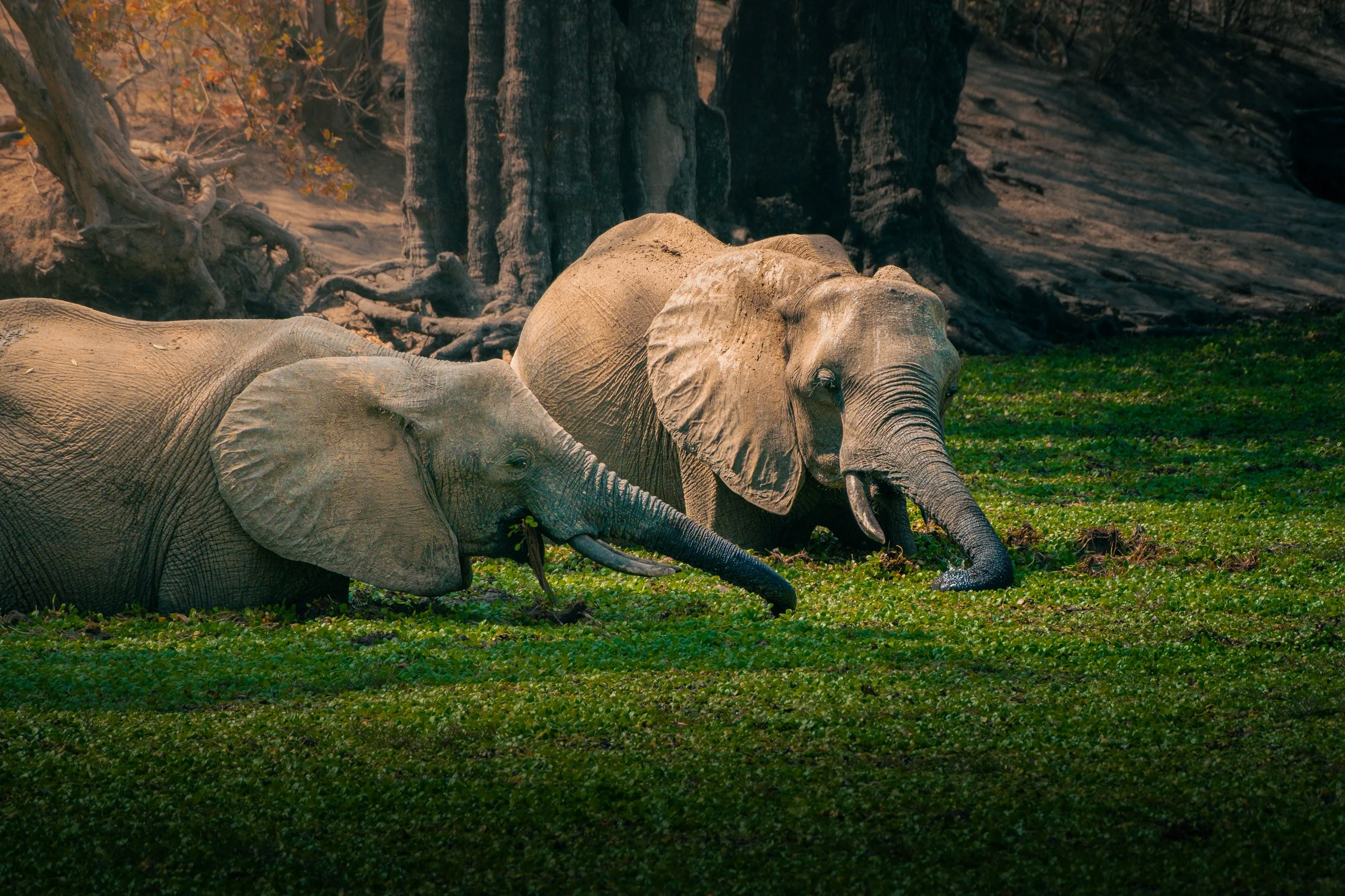 Mana_Pools_PHOTO_WORKSHOP (17 of 18).jpg