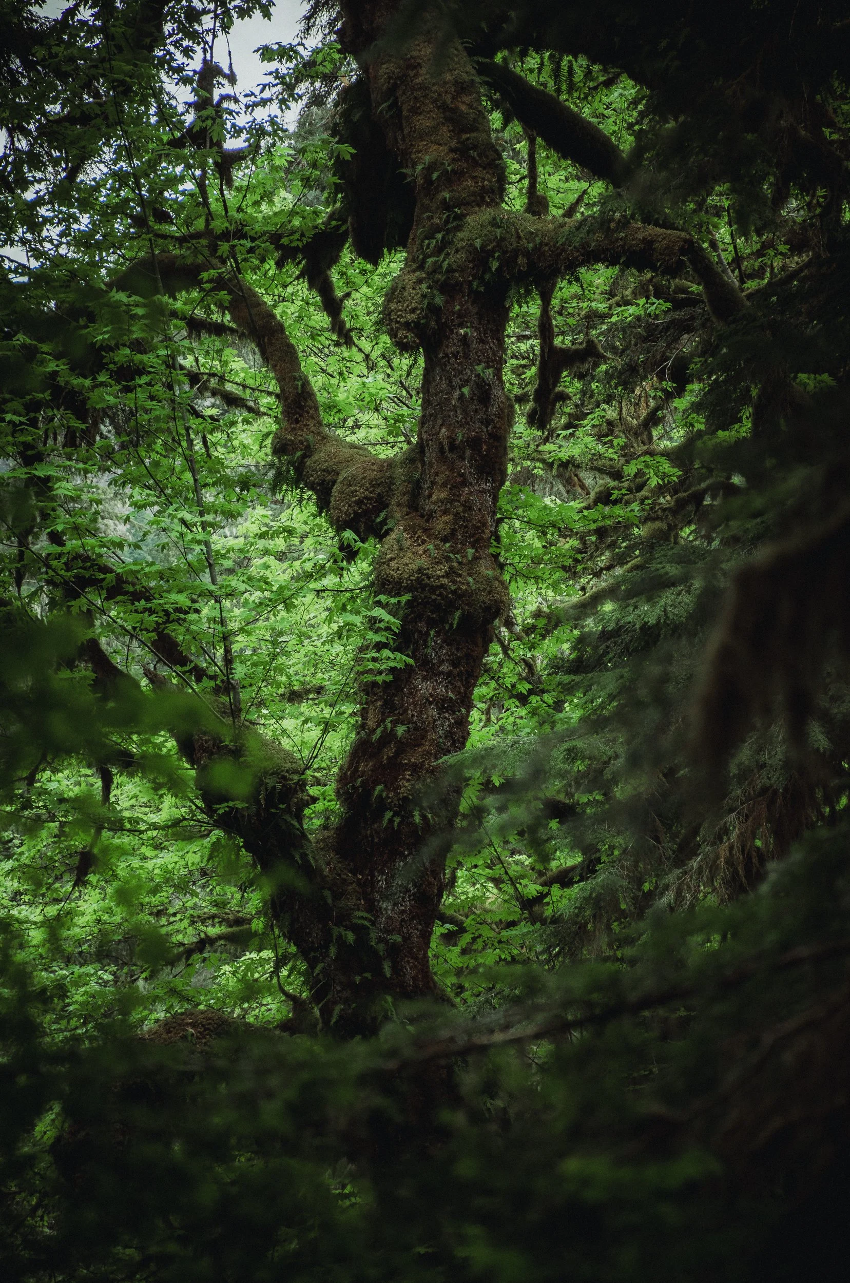 ferns-10.jpg