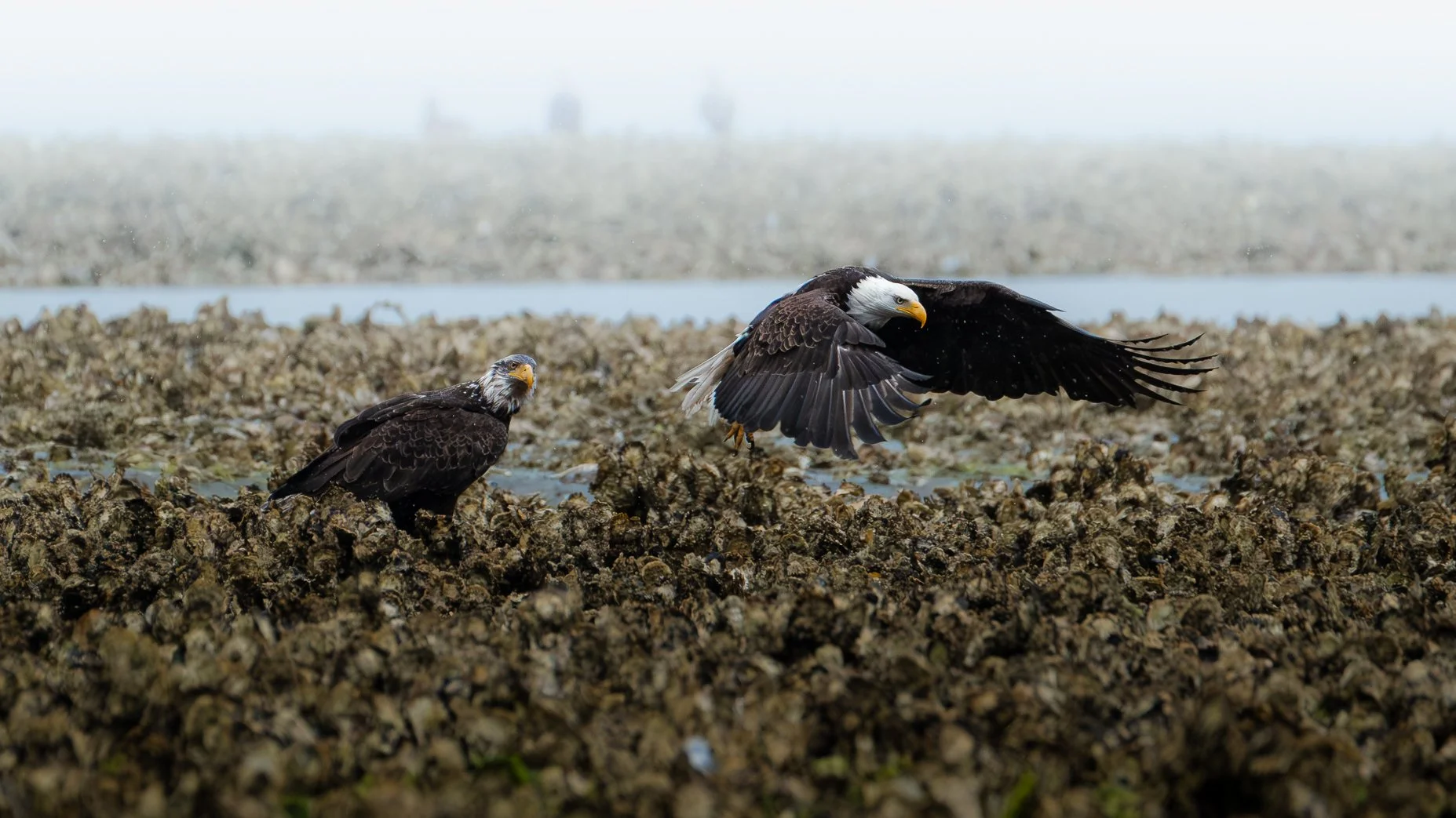 EAGLE EXAMPLE (3 of 3).jpg