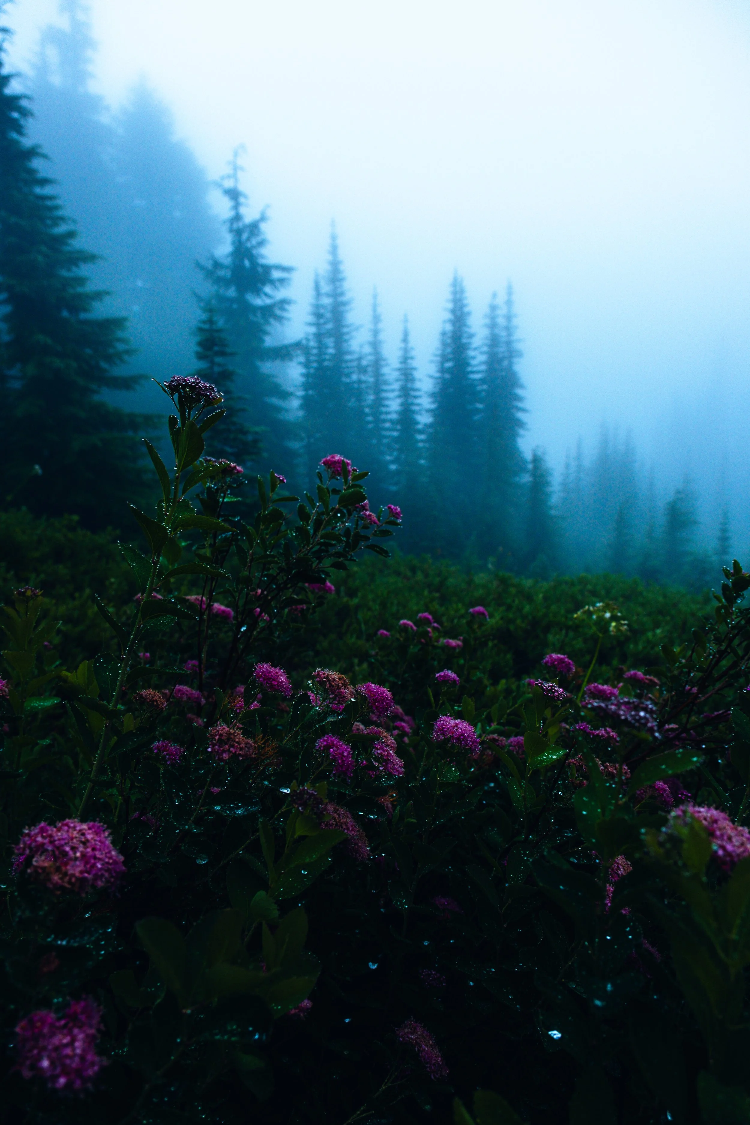 Mt Rainier  (8 of 46).jpg