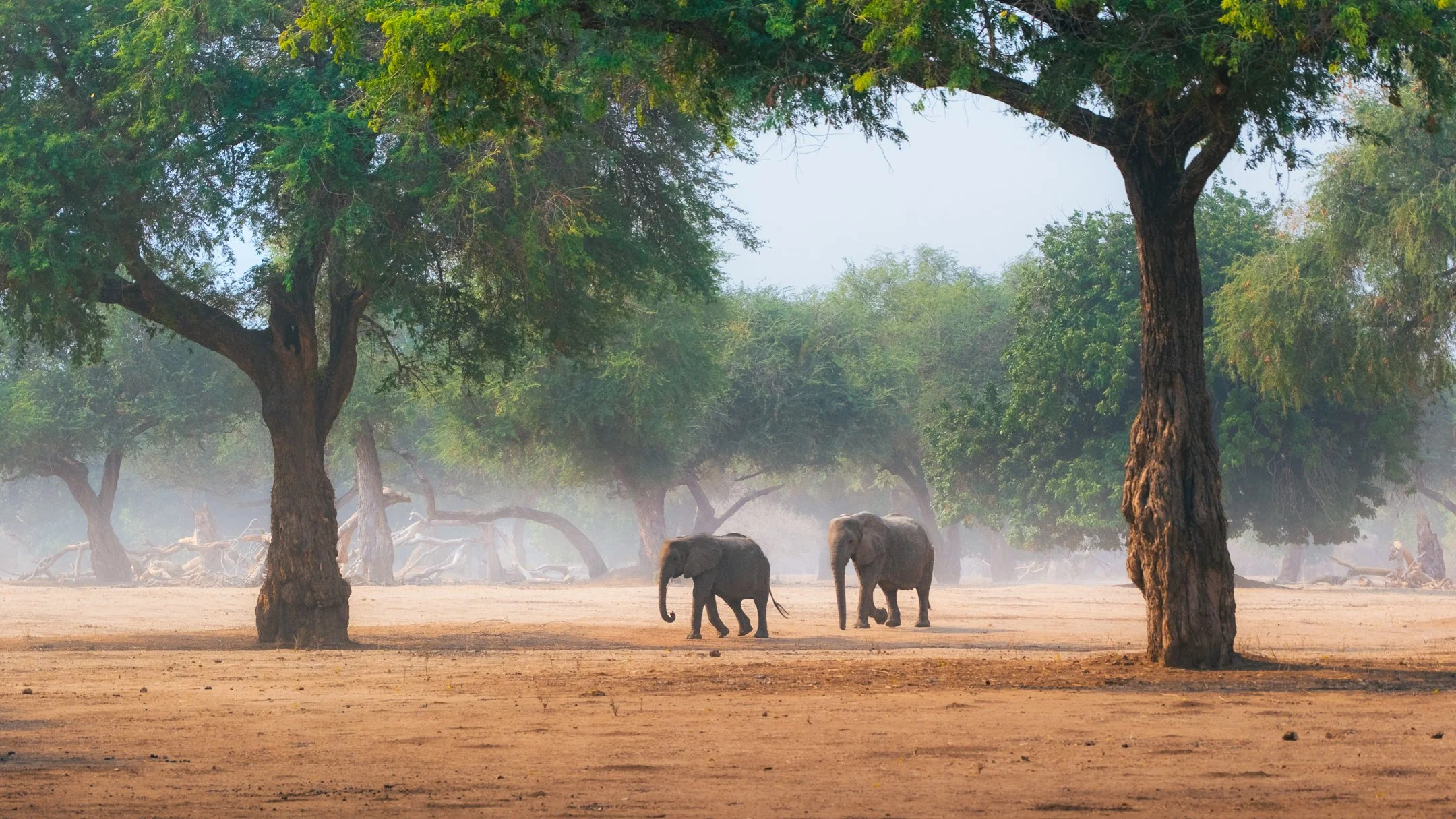 MANA POOLS WILDLIFE LANDSCAPES WORKSHOP (14 of 17).jpg