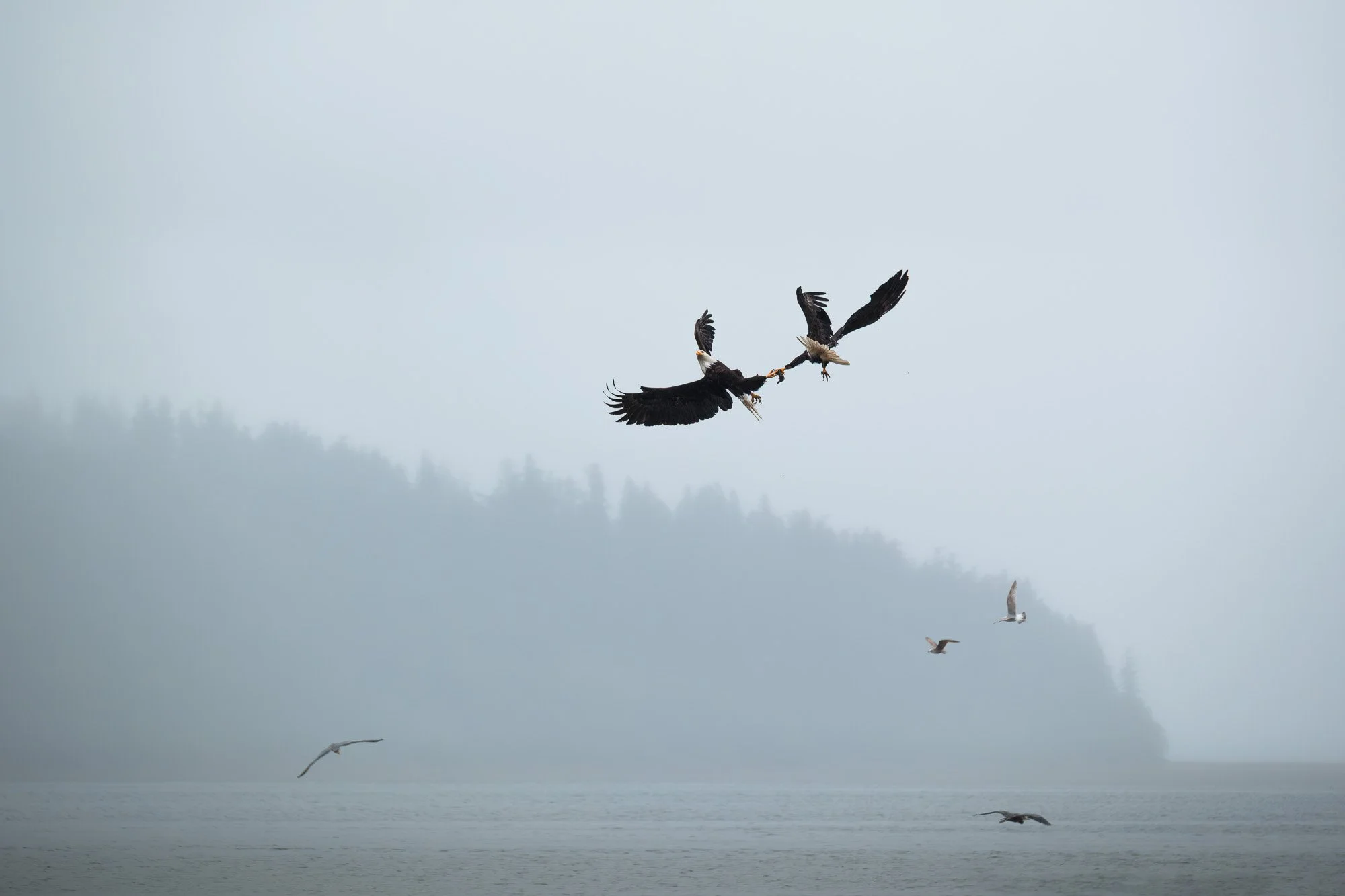 winter-bald-eagles-washington (39 of 44).jpg