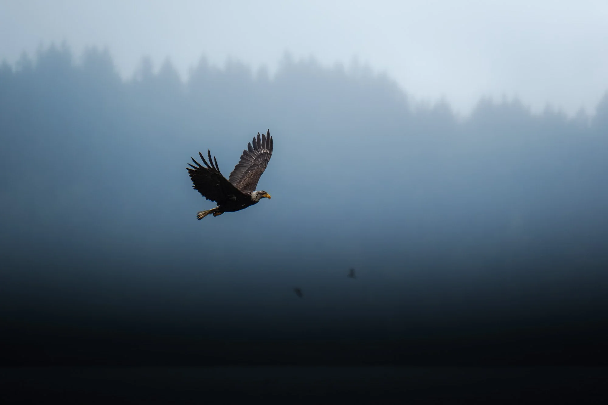 winter-bald-eagles-washington (41 of 44).jpg