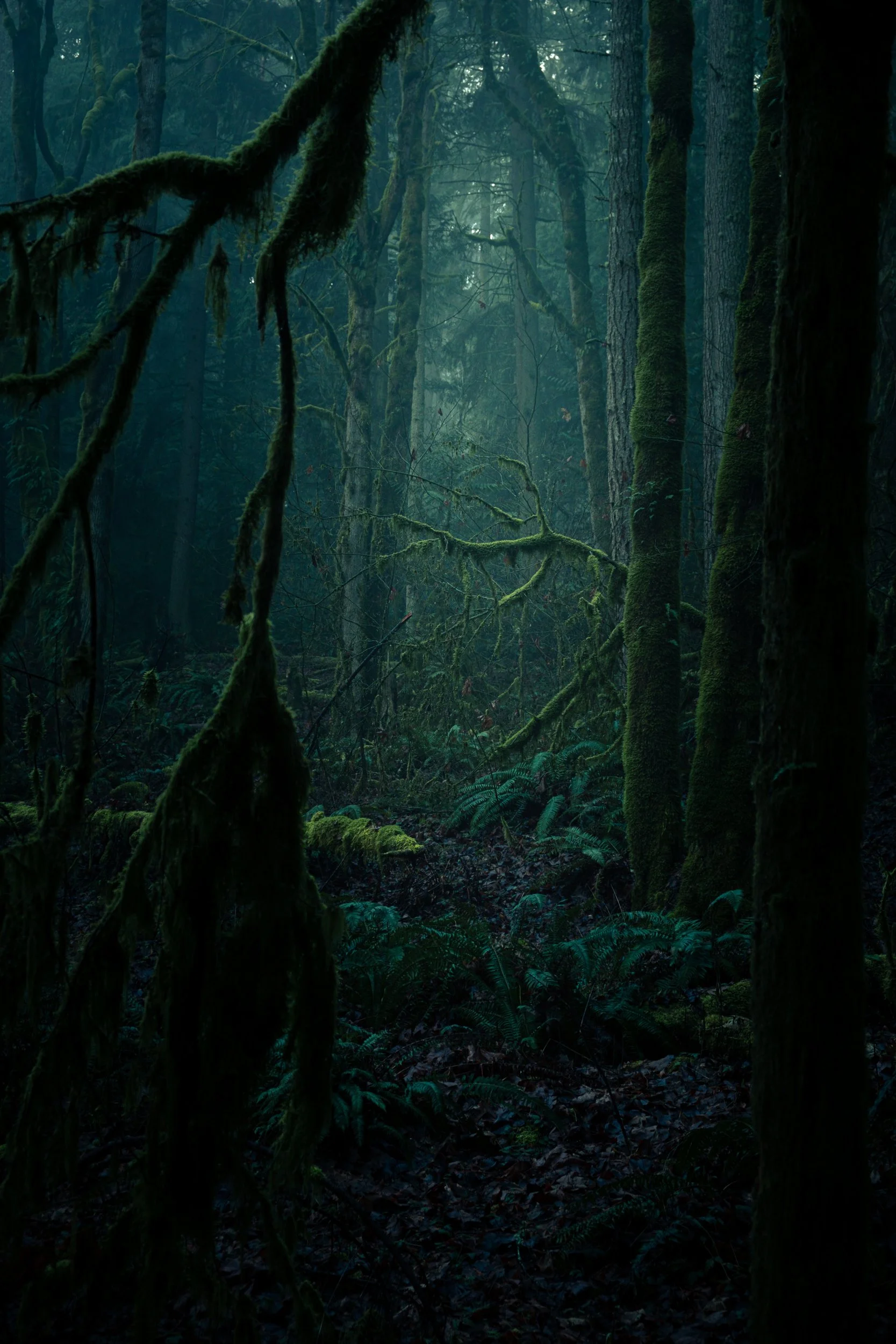 forest green-15.jpg