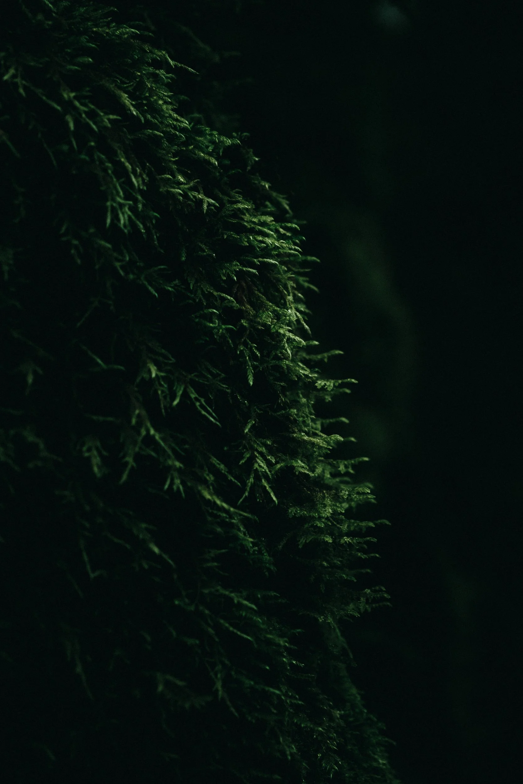 forested edits feb -3.jpg