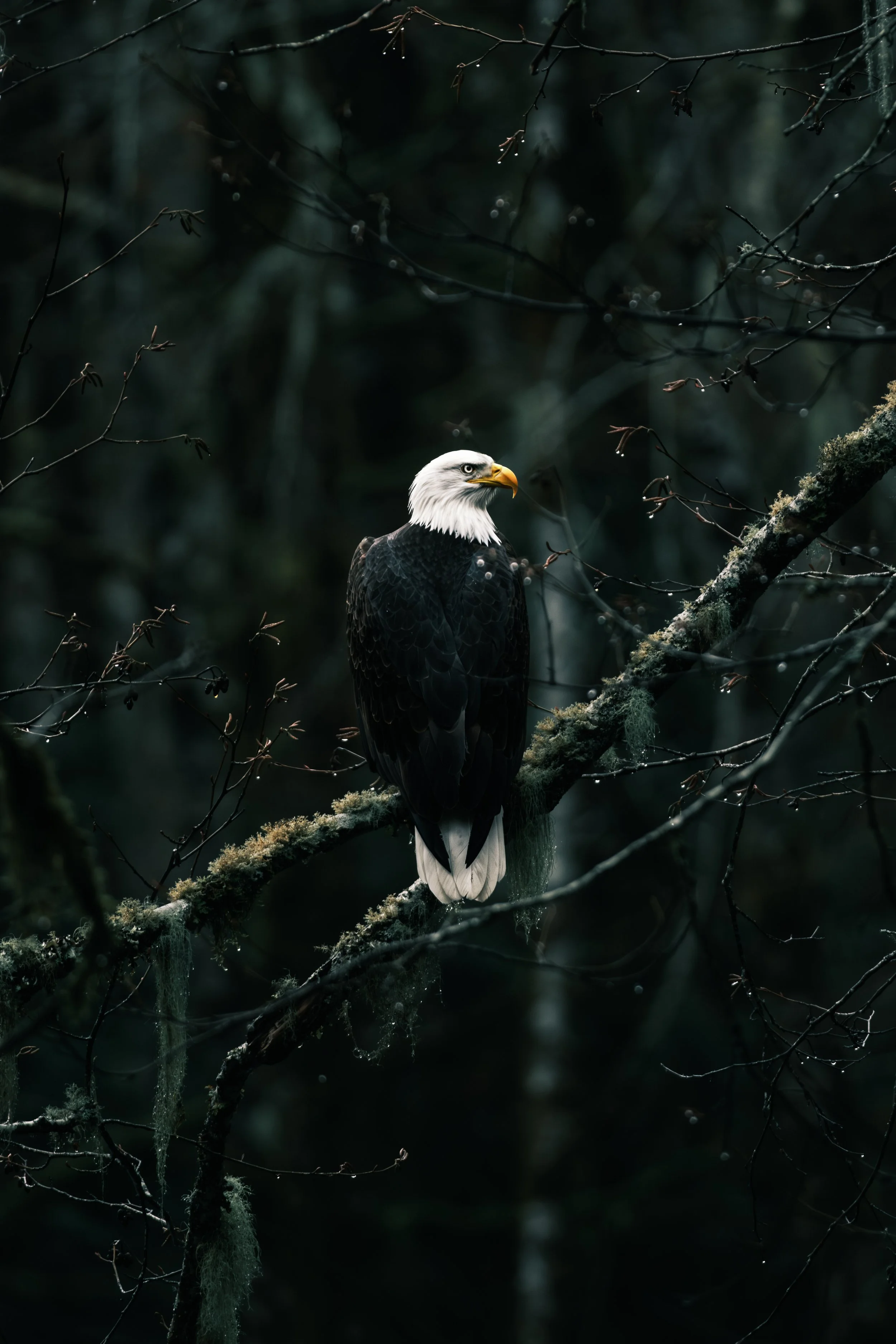 mountain outdoor photography washington state-3.jpg