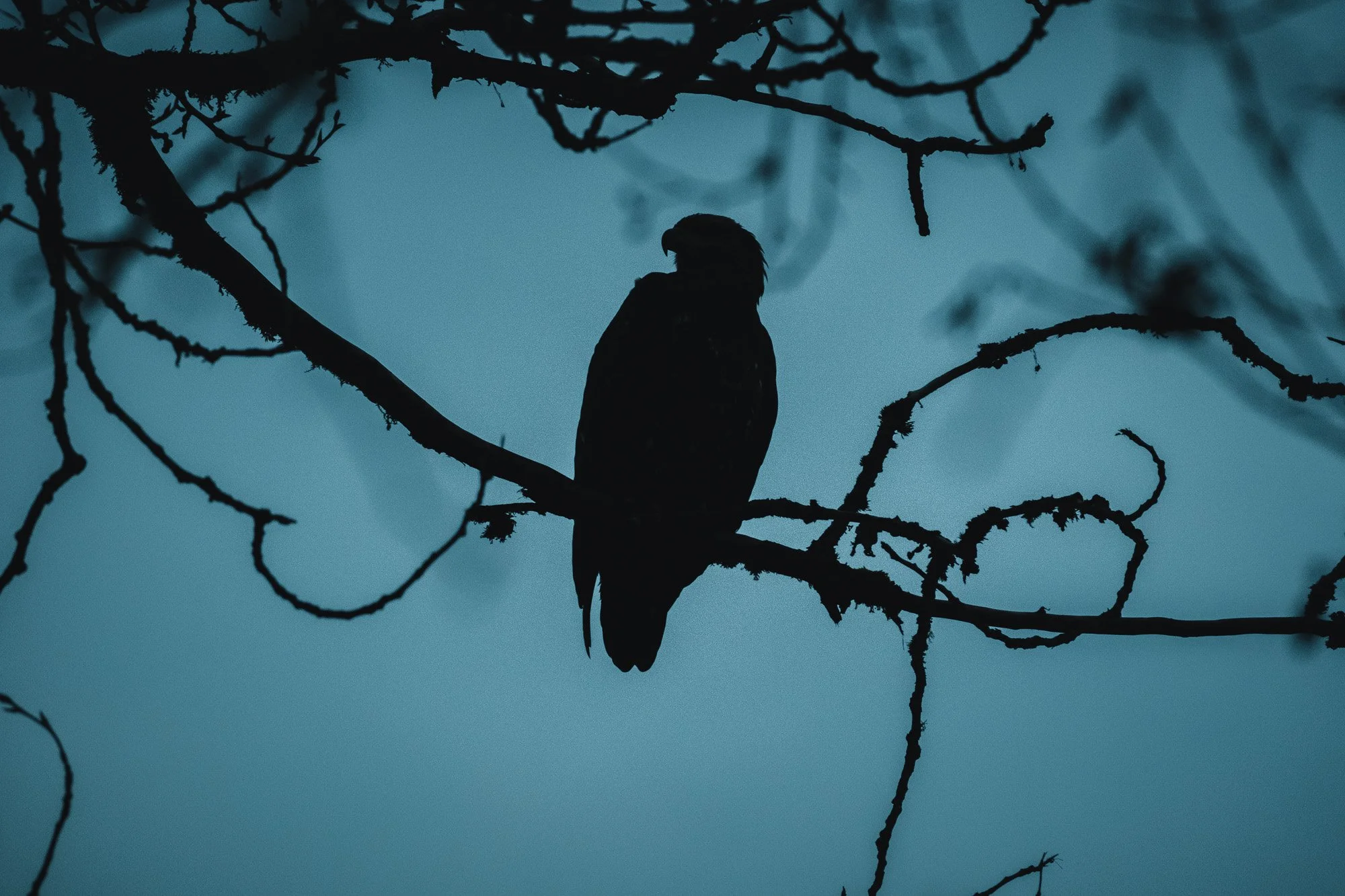 winter-bald-eagles-washington (1 of 13).jpg