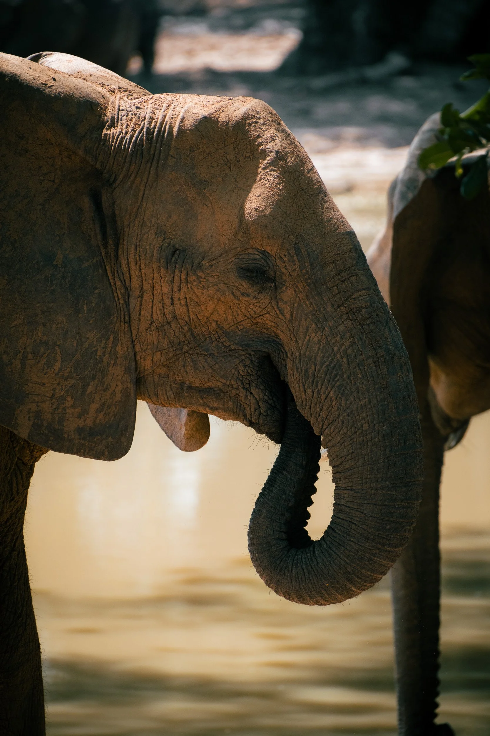 Mana_Pools_PHOTO_WORKSHOP (11 of 18).jpg