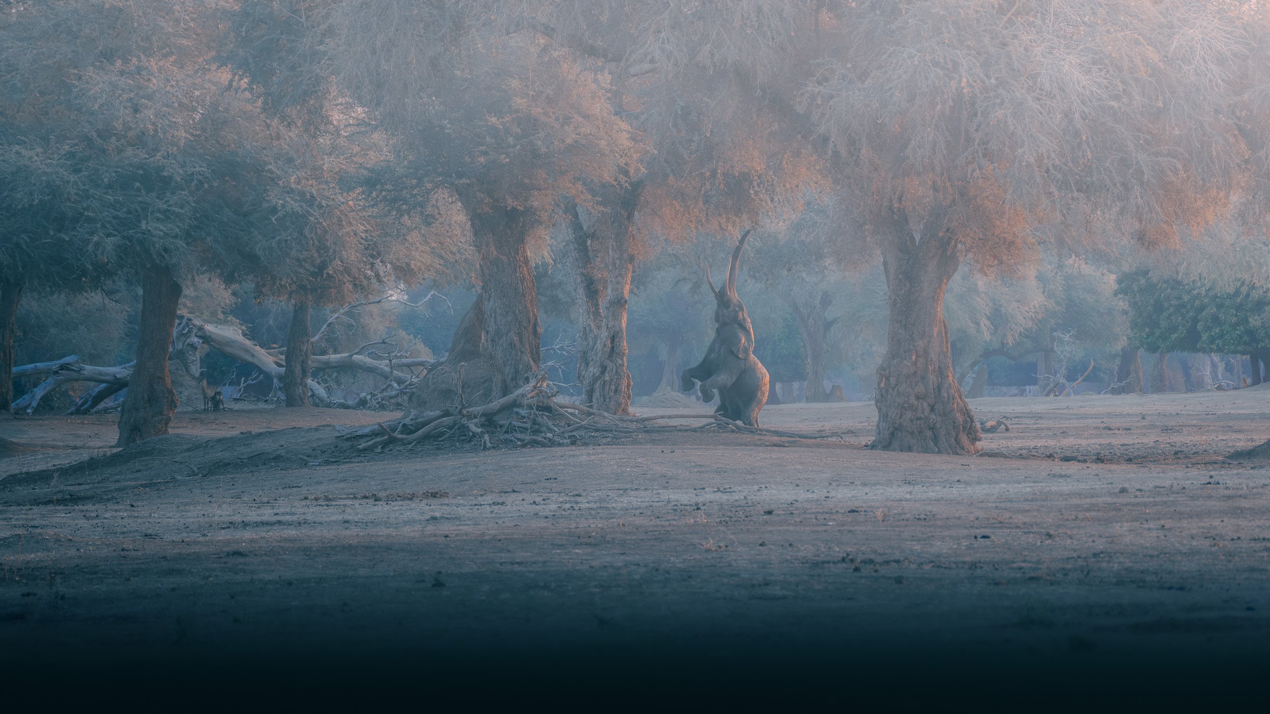 Mana_Pools_PHOTO_WORKSHOP_NEW (4 of 8).jpg