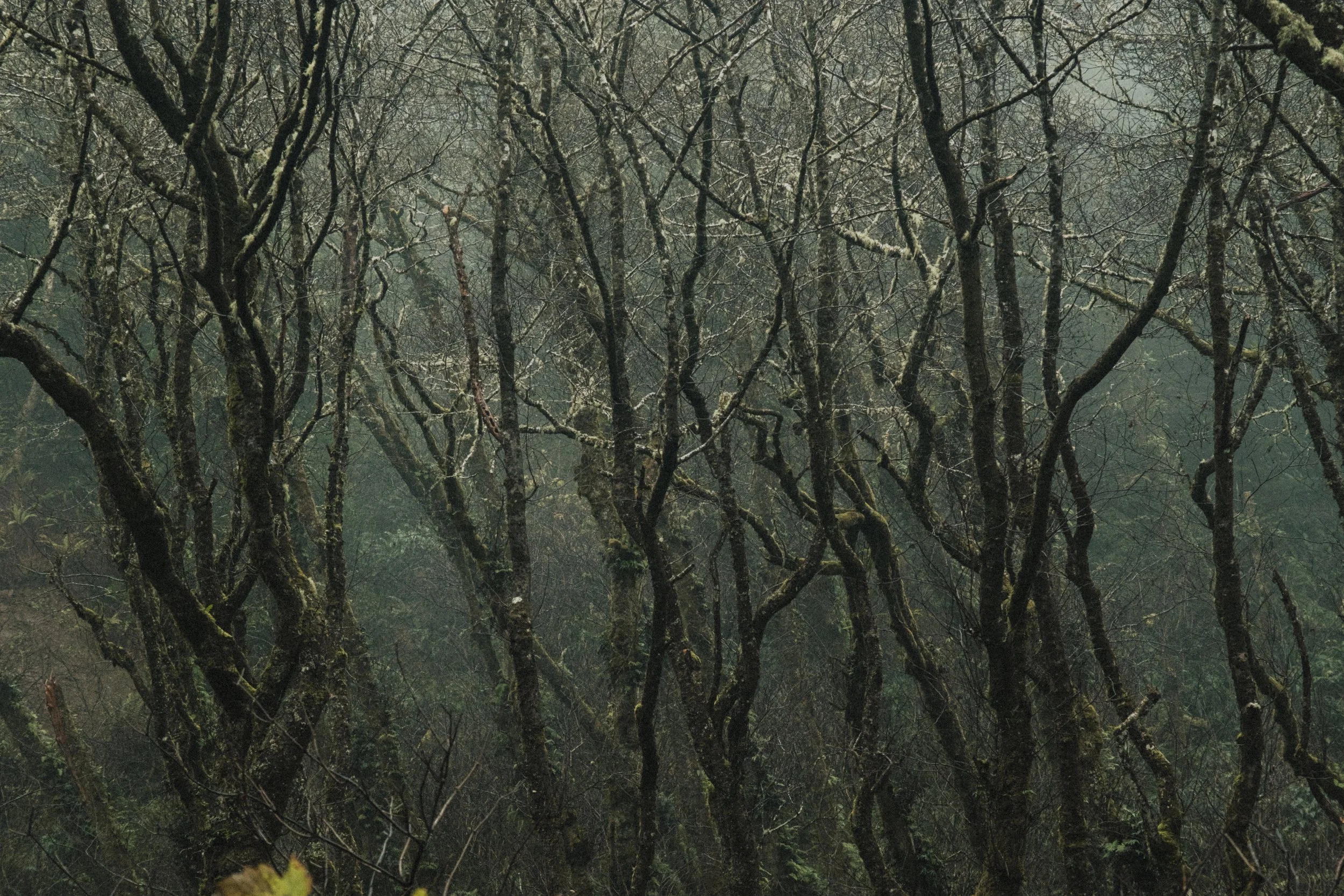 ASTORIA FORESTS TRAVEL (22 of 38).jpg