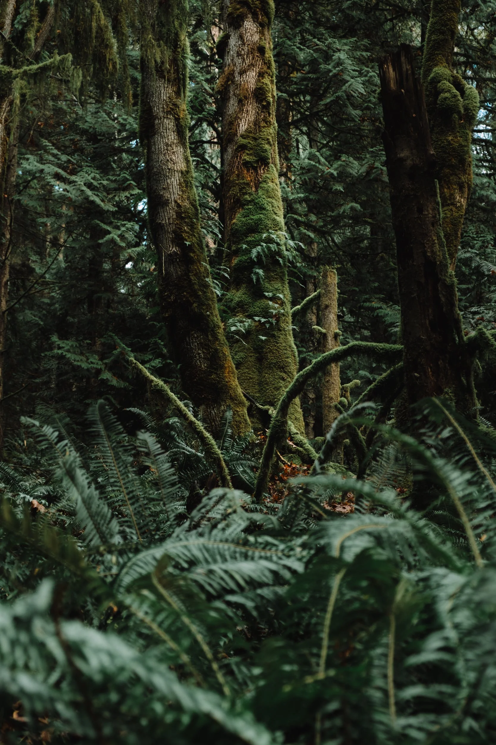 forested edits feb -13.jpg