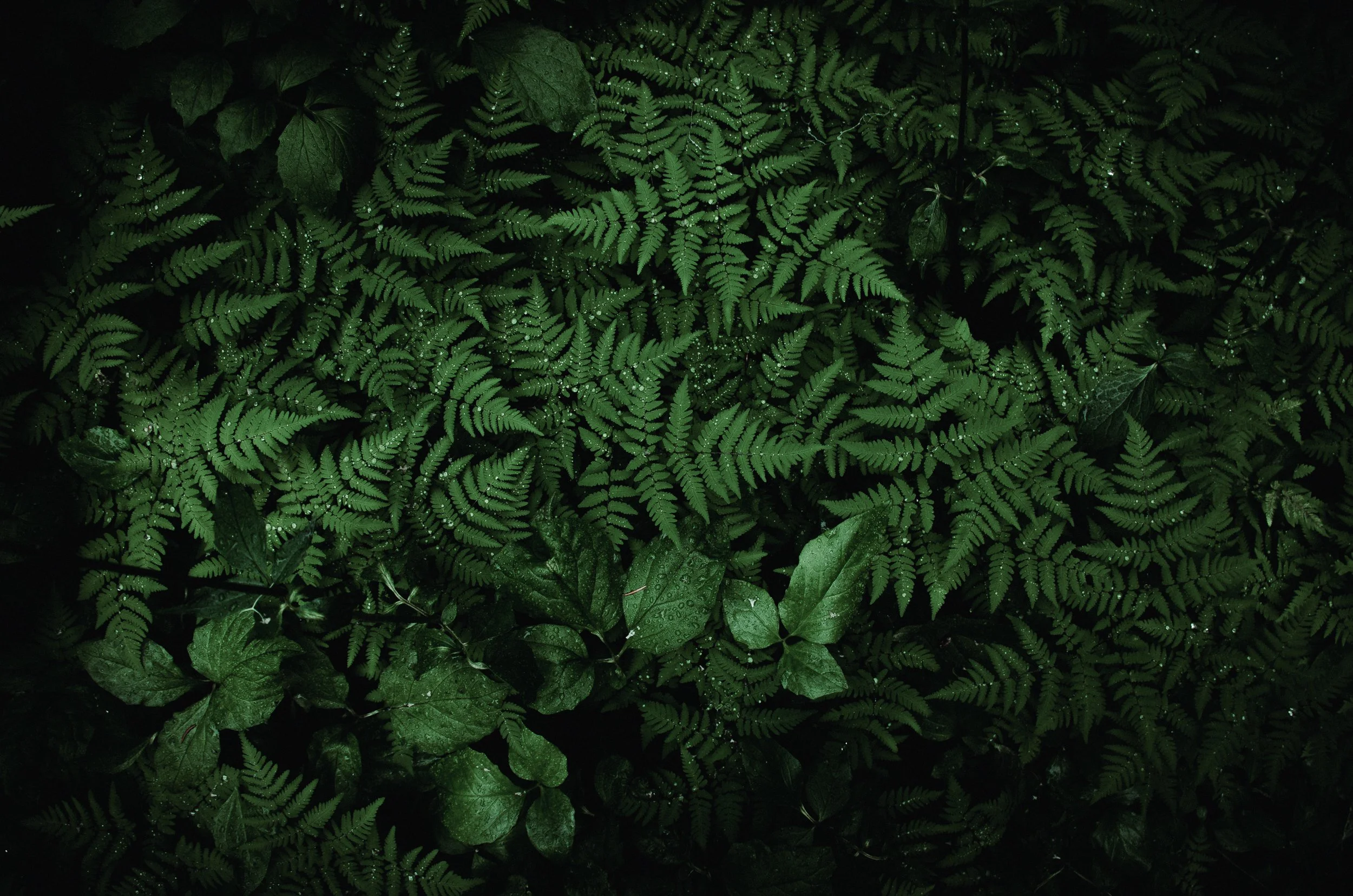 kendall katwalk-12.jpg