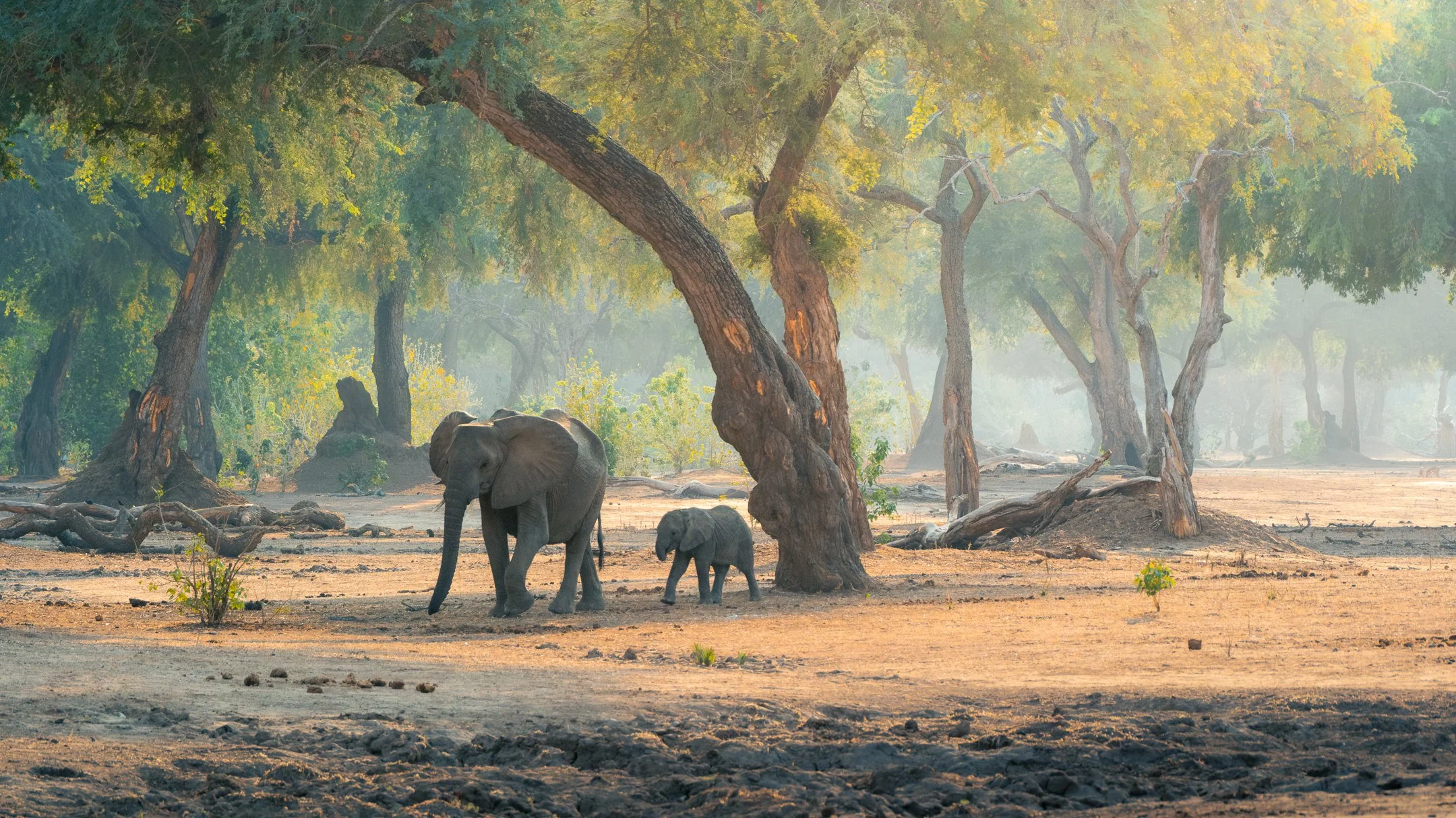 MANA POOLS WILDLIFE LANDSCAPES WORKSHOP (10 of 17).jpg