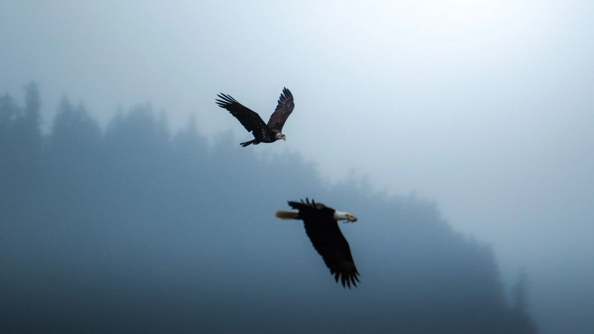winter-bald-eagles-washington (19 of 44).jpg