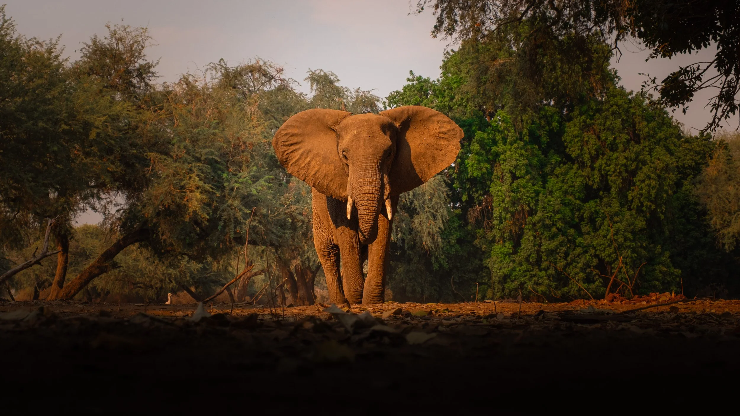 Mana_Pools_PHOTO_WORKSHOP (6 of 18).jpg