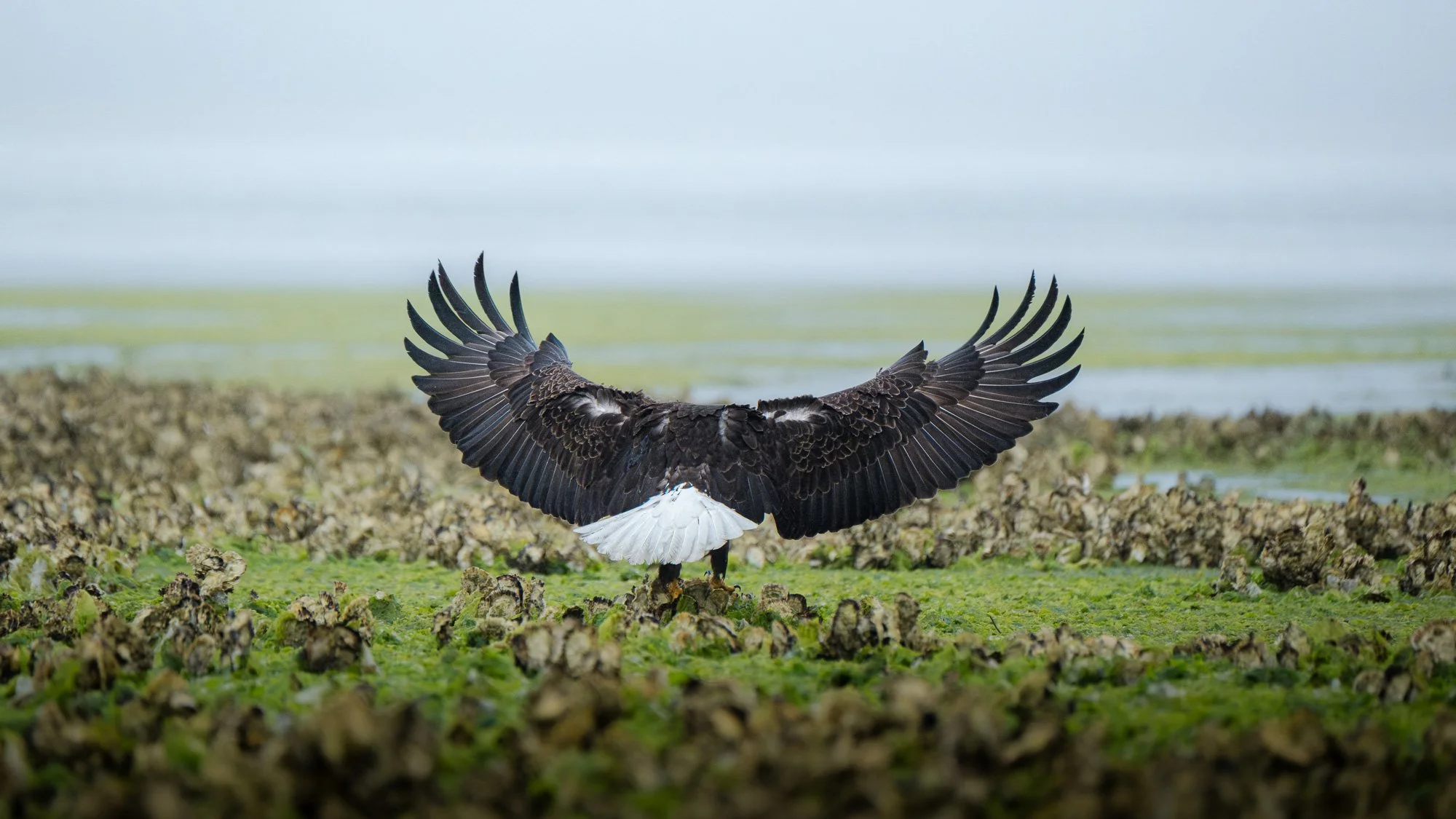 winter-bald-eagles-washington (29 of 44).jpg