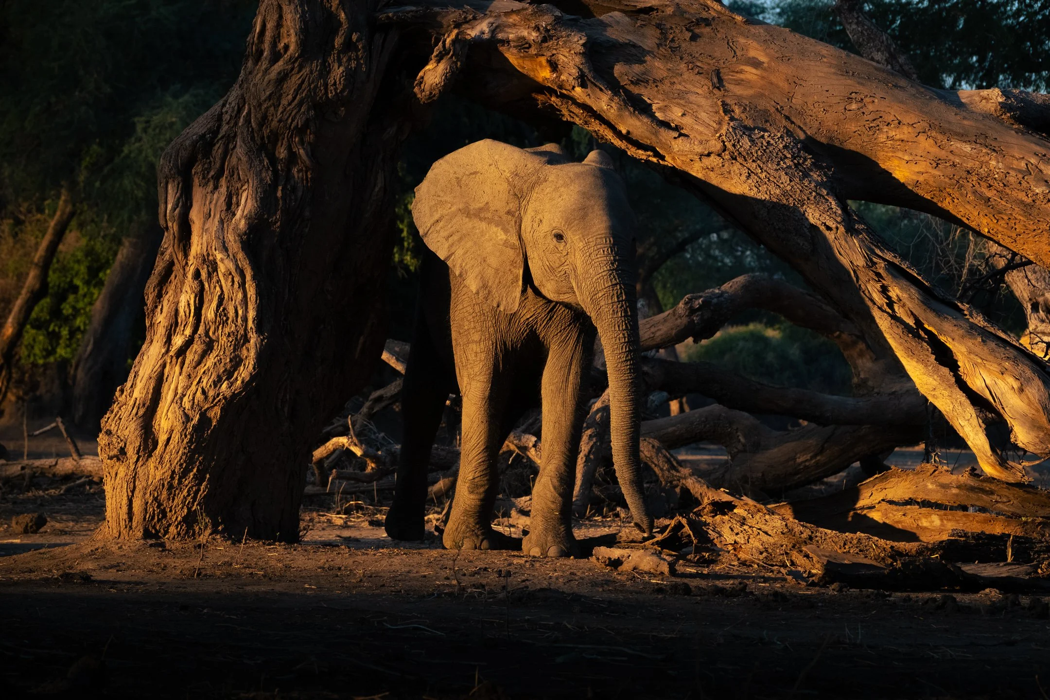 MANA POOLS WILDLIFE LANDSCAPES WORKSHOP (1 of 17).jpg