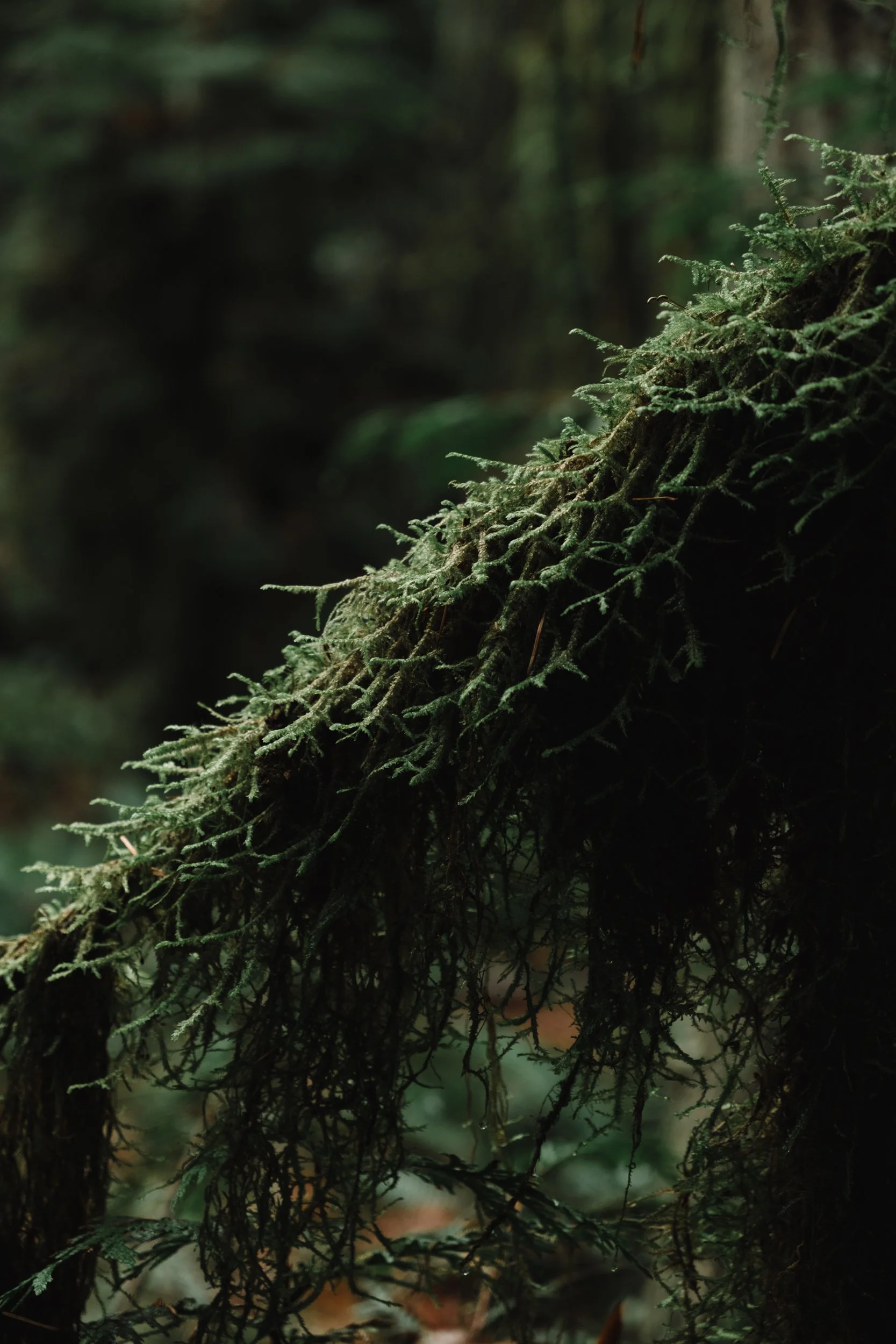 forested edits feb -14.jpg