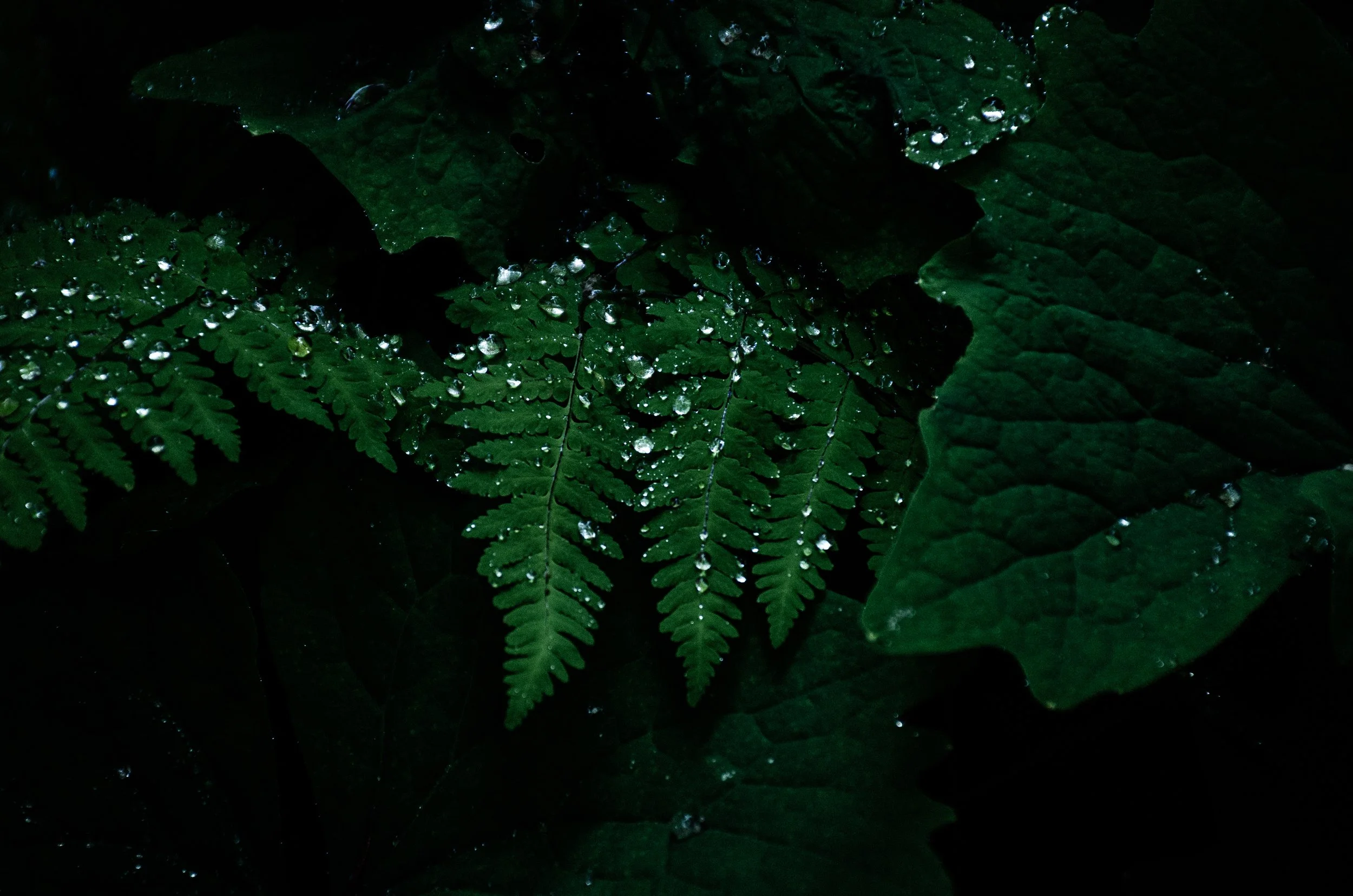 ferns mountain forest landscape-2.jpg