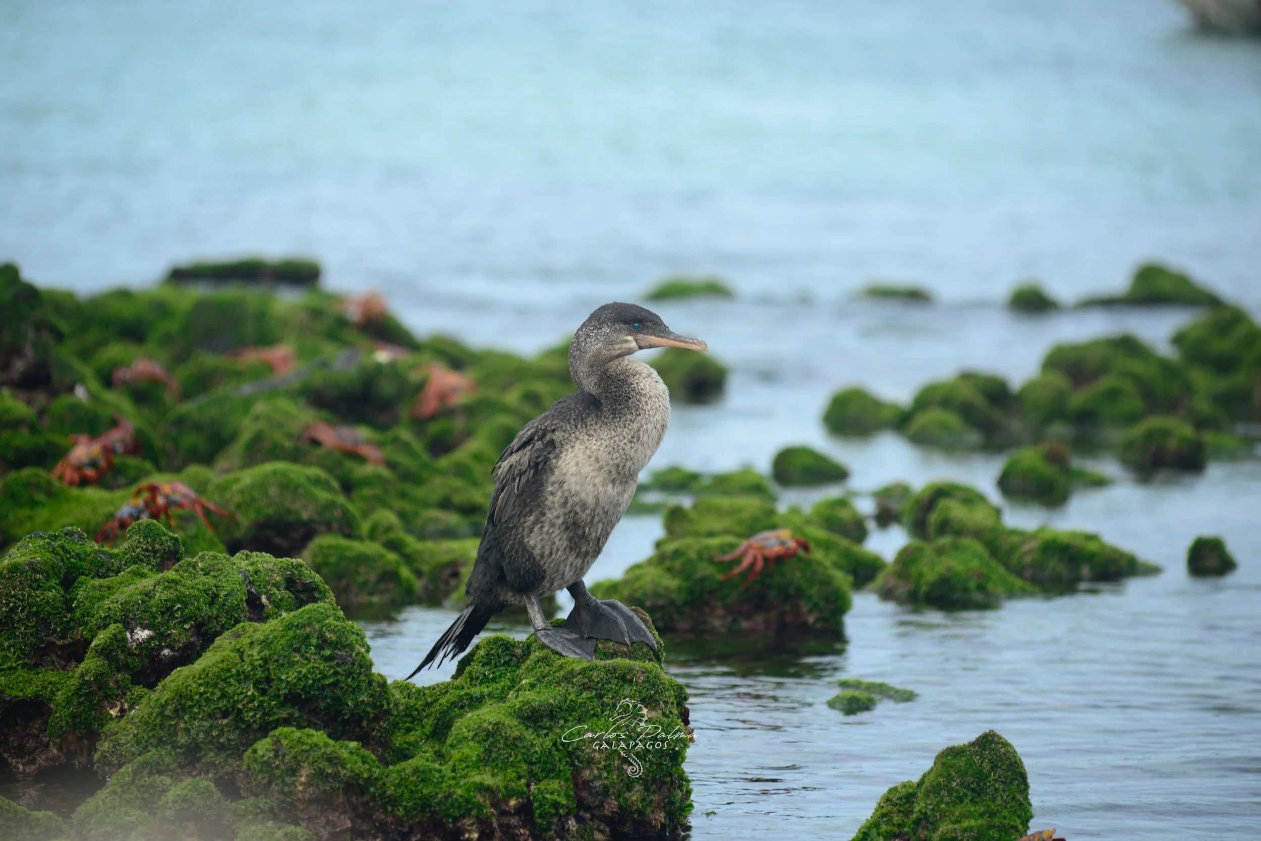 CormorantandcrabsElizabethBay.jpg