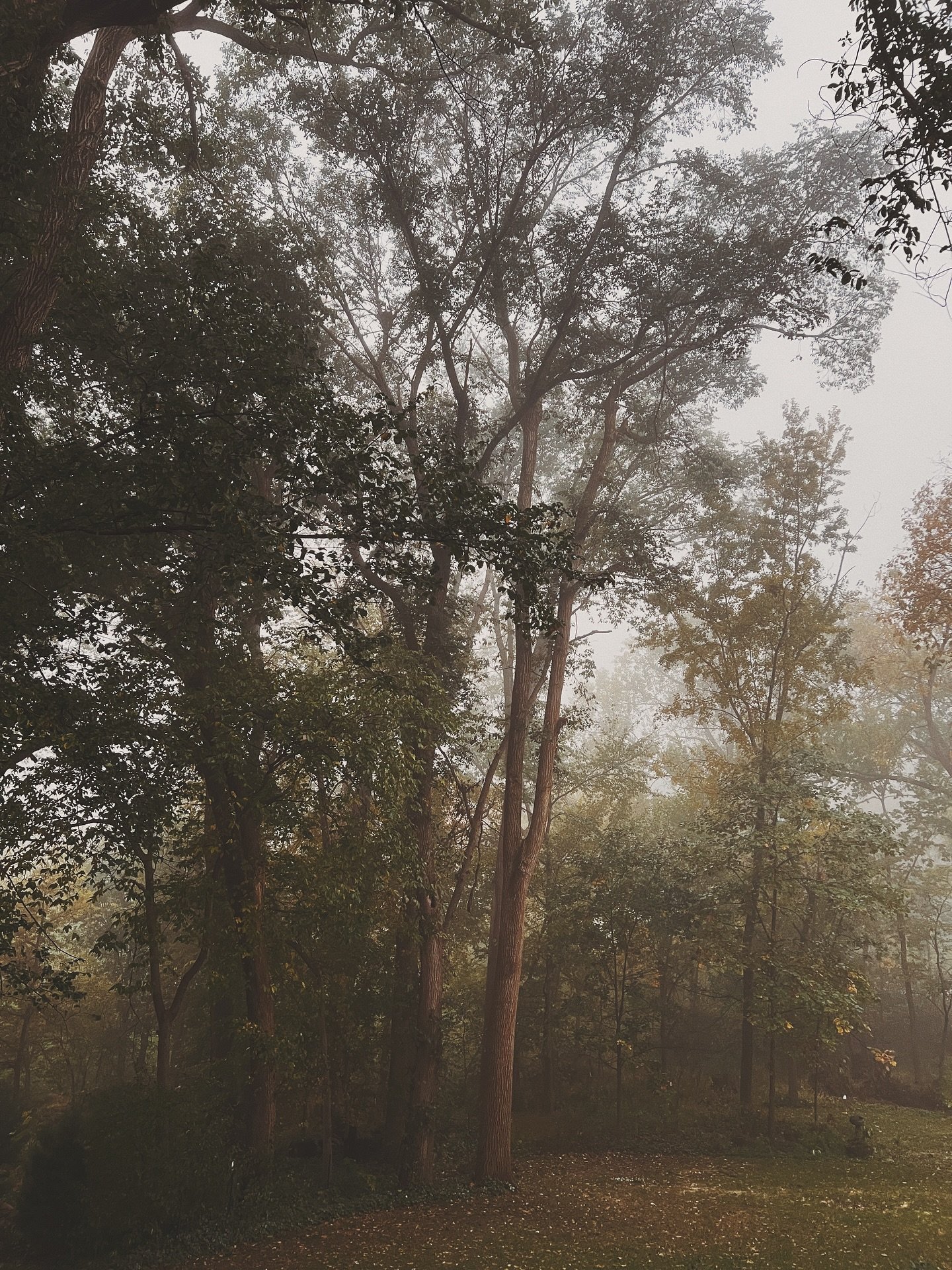 The fog this morning was pure magic. Most days, I still cannot believe this is right out our back door.