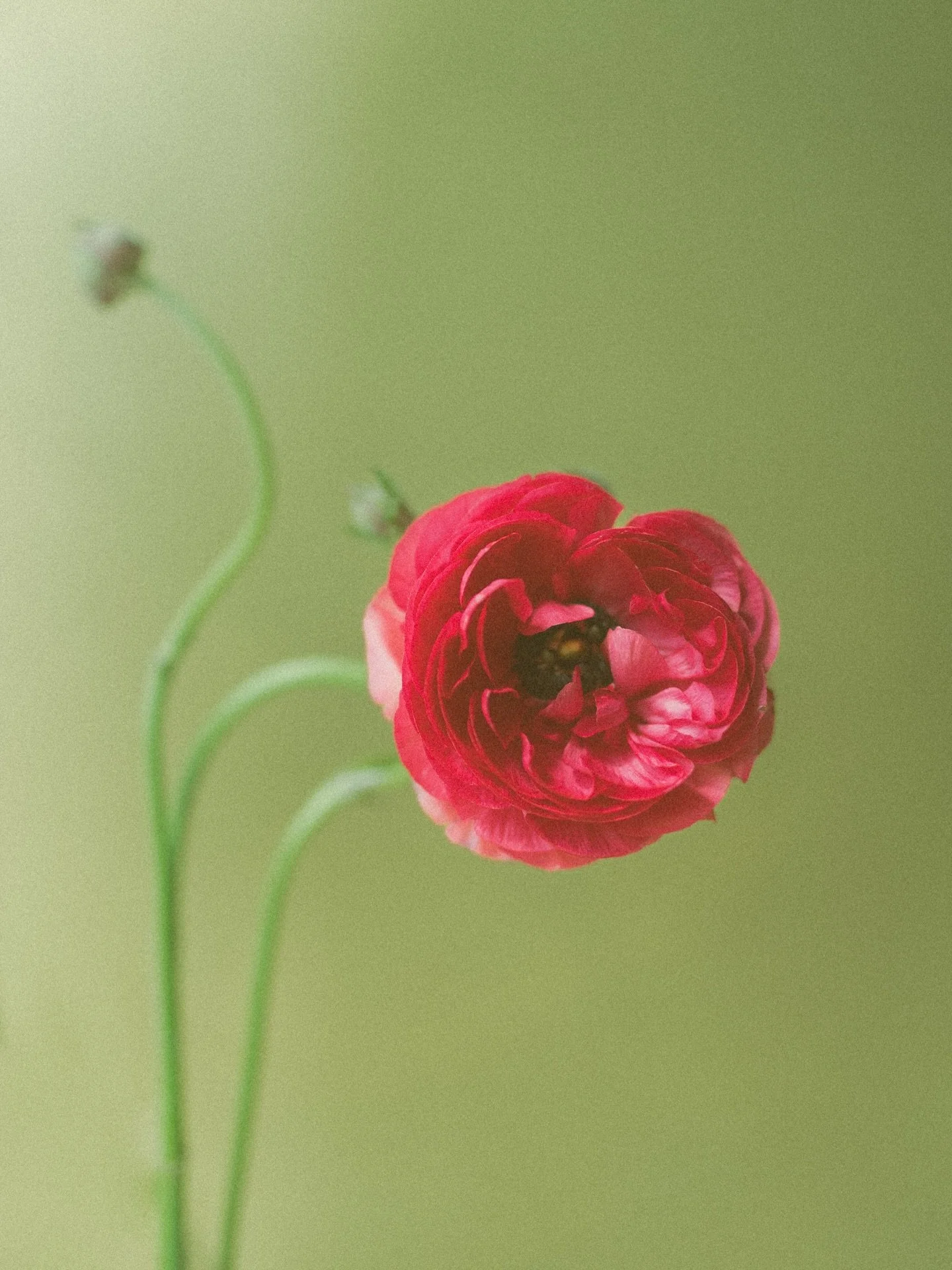 Ranunculus are my favorite. Thinking of starting a little Trader Joe&rsquo;s flower haul series. 🌷