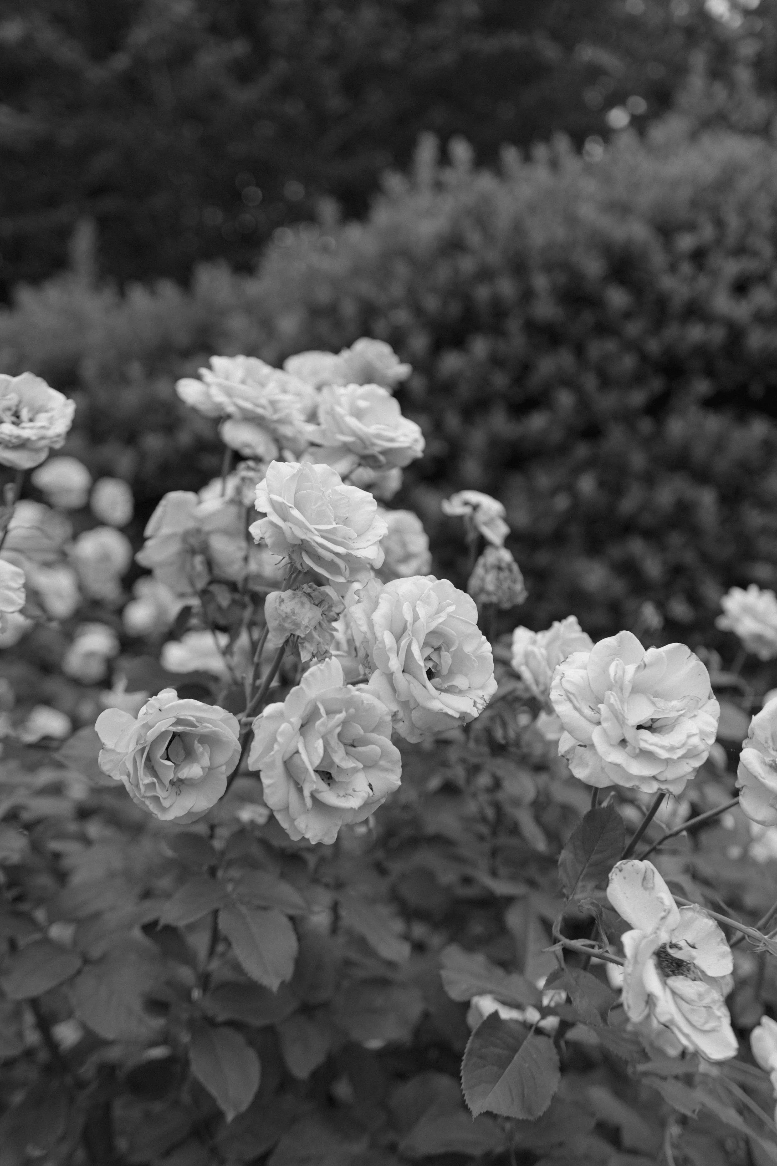 mikaelaandjoeyatolerphoto-0015.jpg