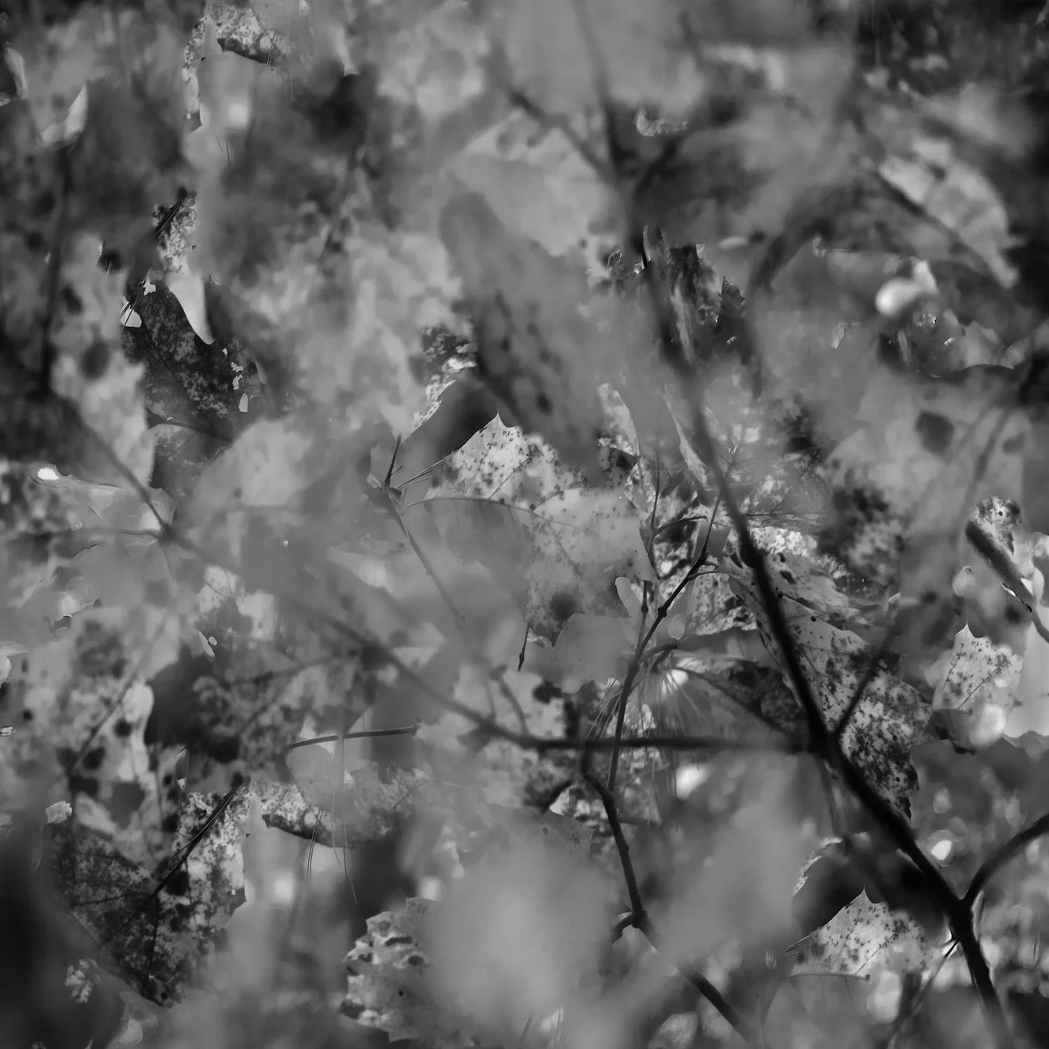In-camera photo montage—West Hill Dam Reserve in Uxbridge, Massachusetts 