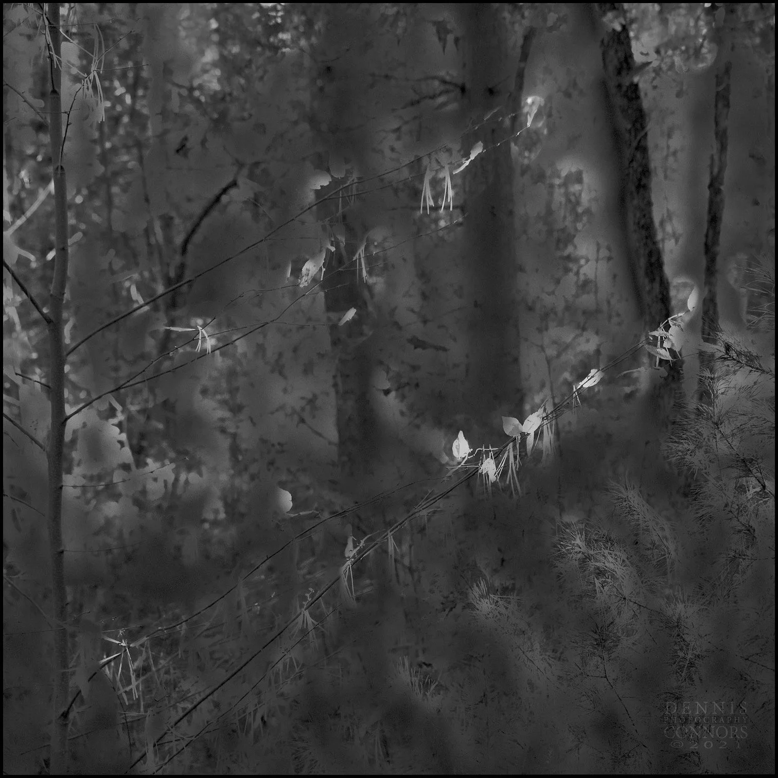 In-camera photomontage—West Hill Dam Reserve in Uxbridge, Massachusetts