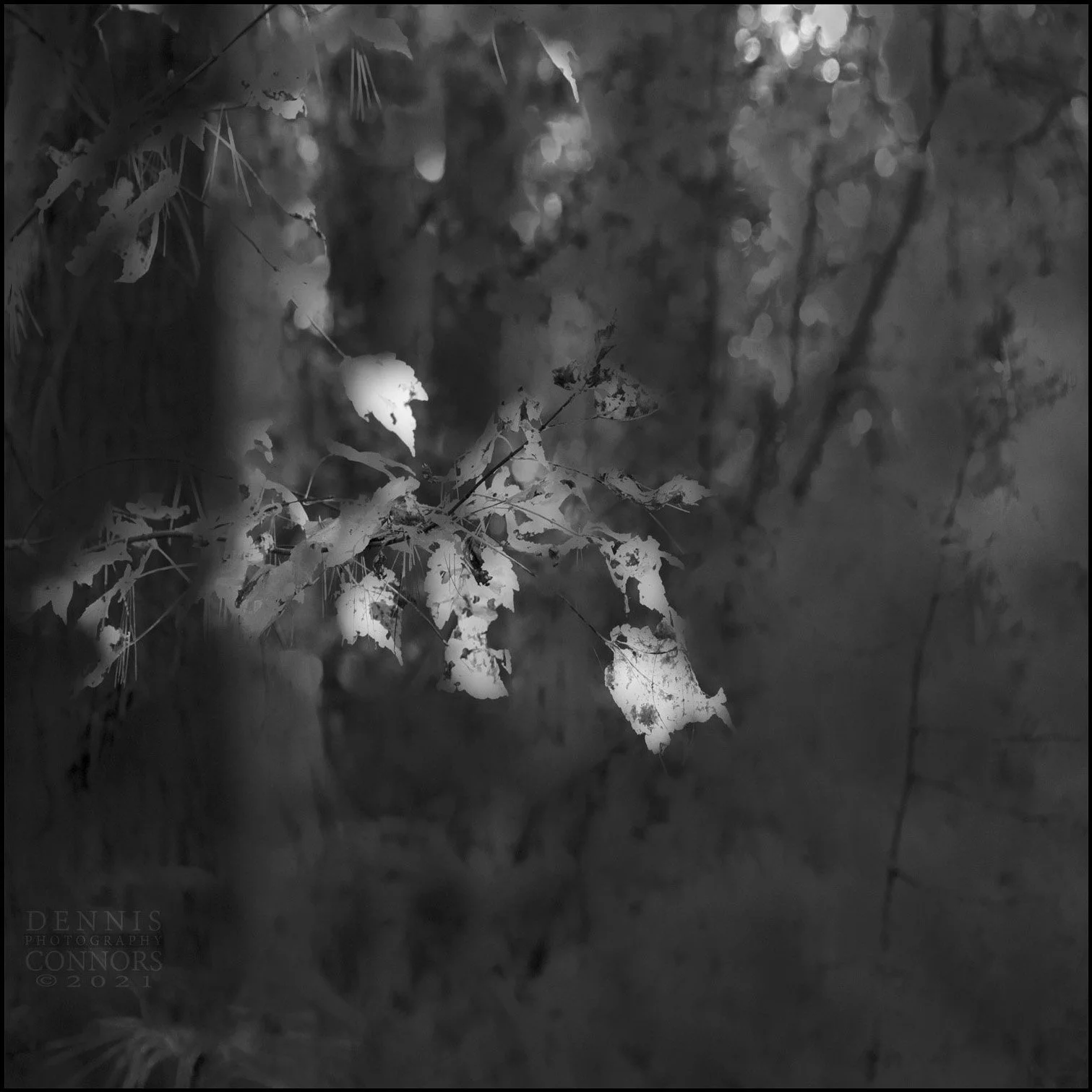 in-camera photomontage—West Hill Dam Reserve in Uxbridge, Massachusetts