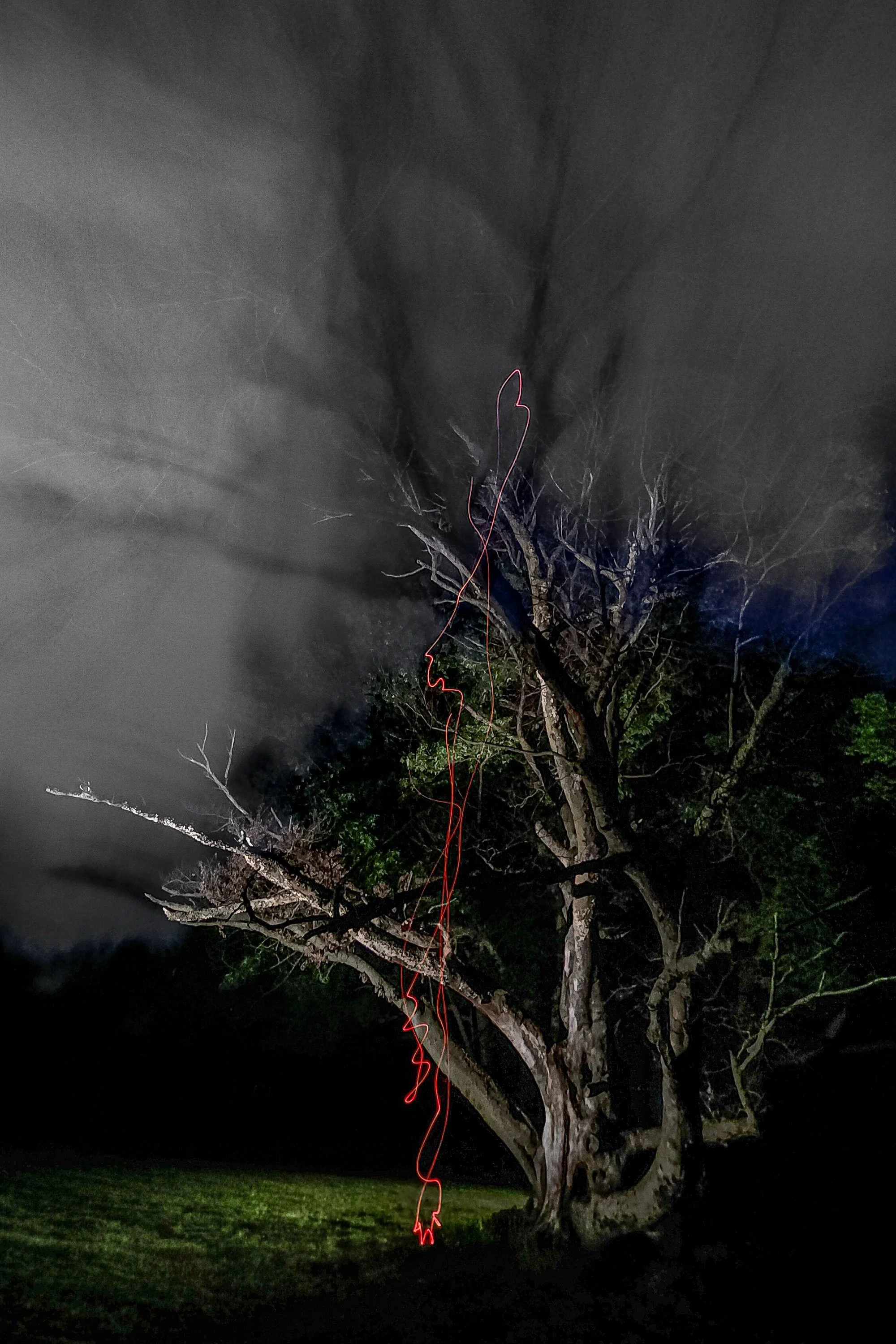 Beach Tree Still Standing—AKA-Ned Stark