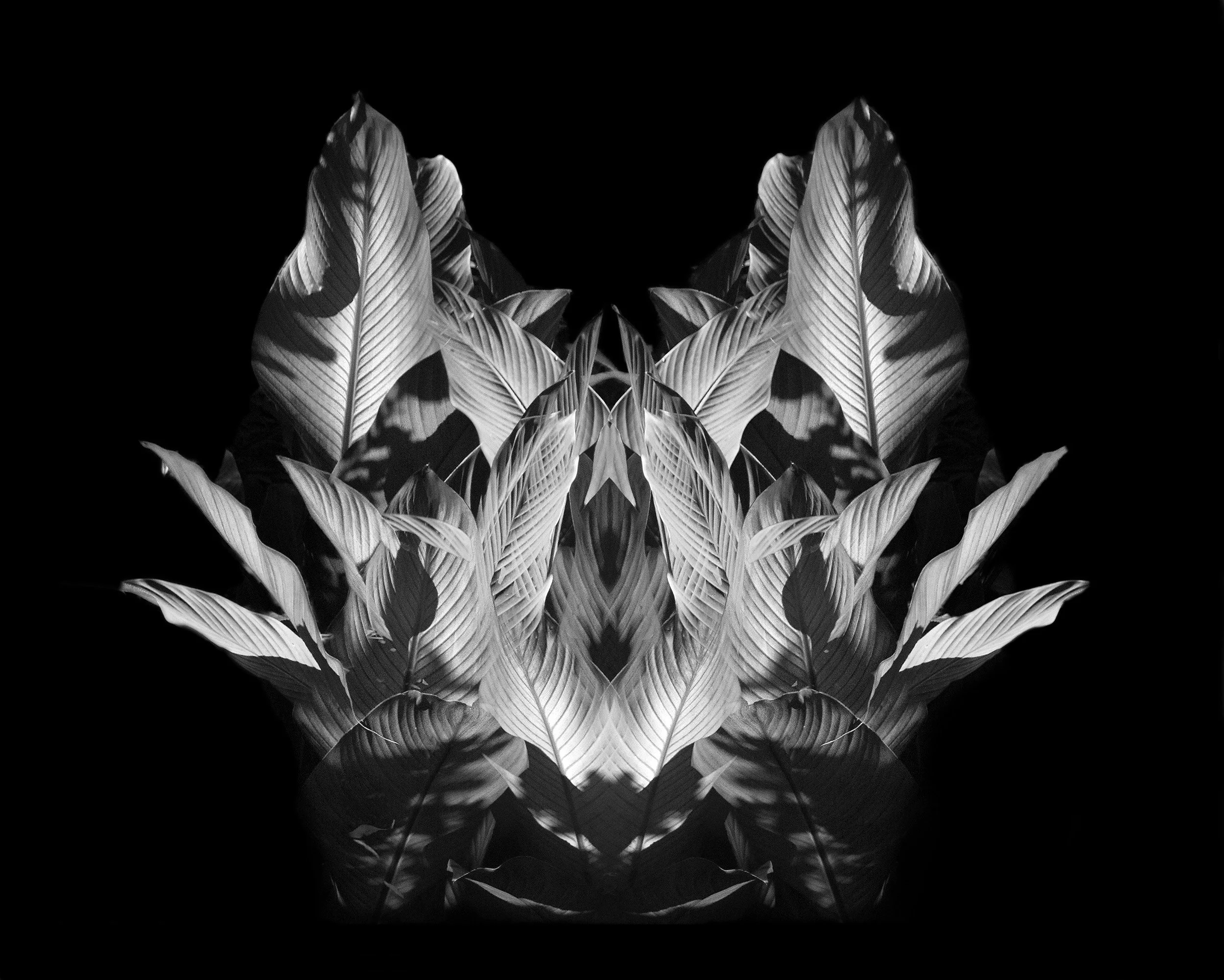 B&W photomontage of canna leaves 