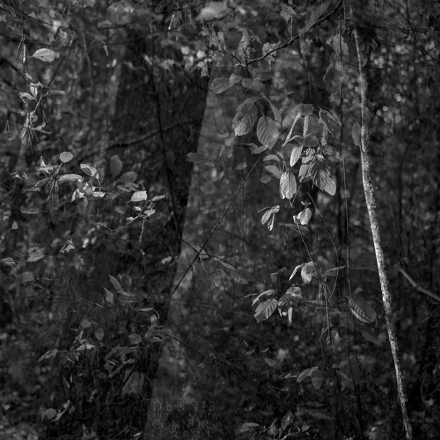 in-camera photomontage of autumn leaves in West Hill Dam Reserve | Uxbridge, Massachusetts 