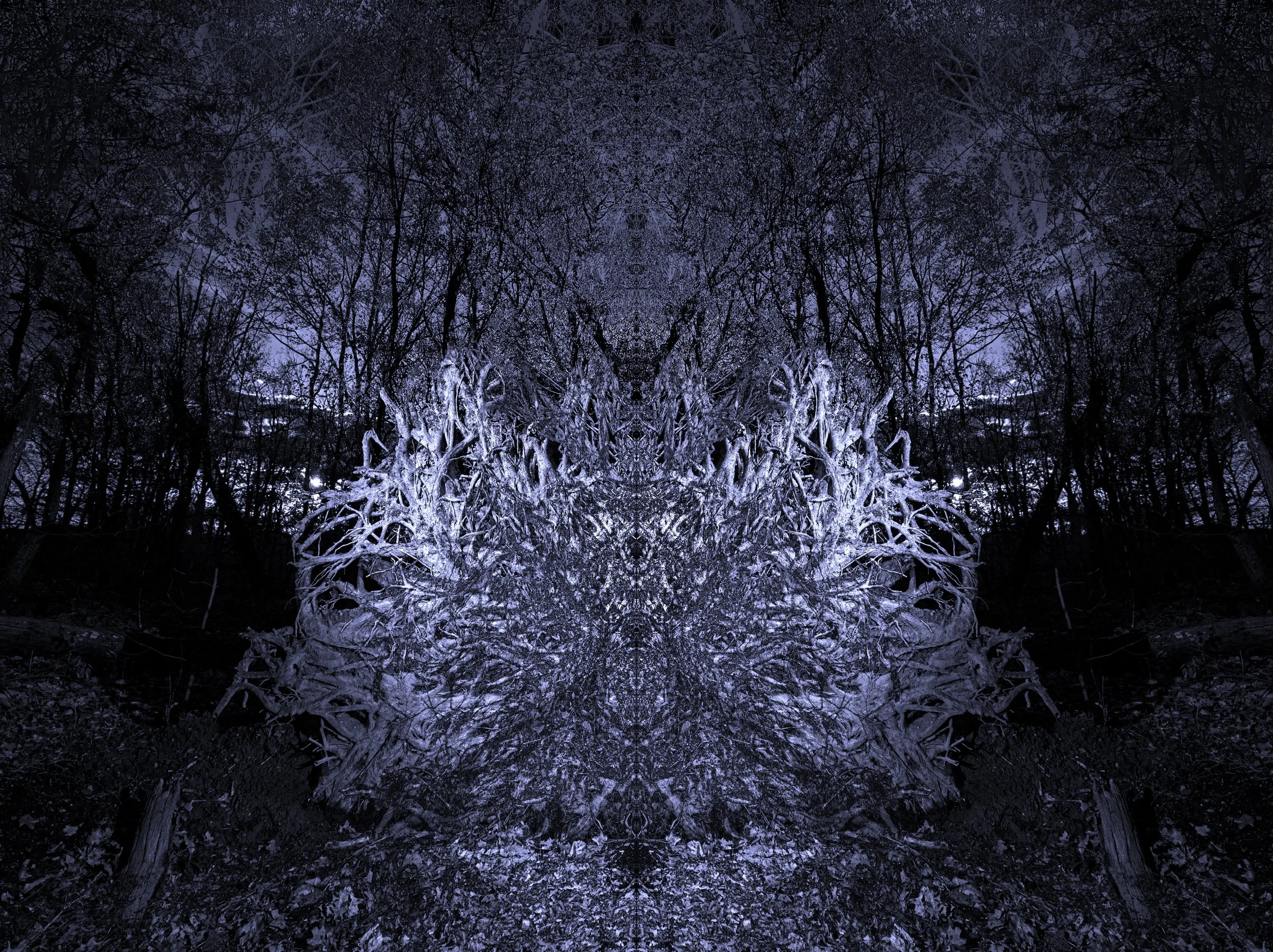 Photomontage of root wad at Mills Reservation, Essex County, New Jersey