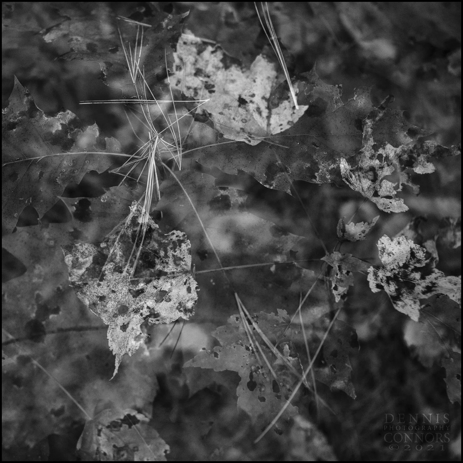 in-camera photomontage of autumn leaves in West Hill Dam Reserve in Uxbridge, Massachusetts