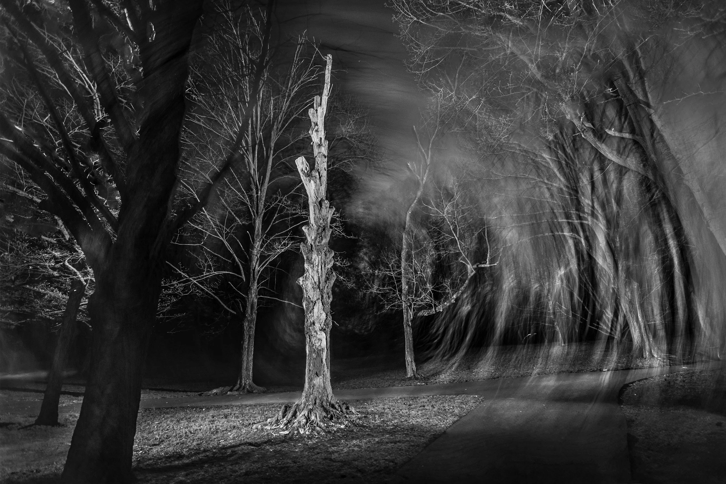 Dead Tree Still Standing #2—Brookdale Park